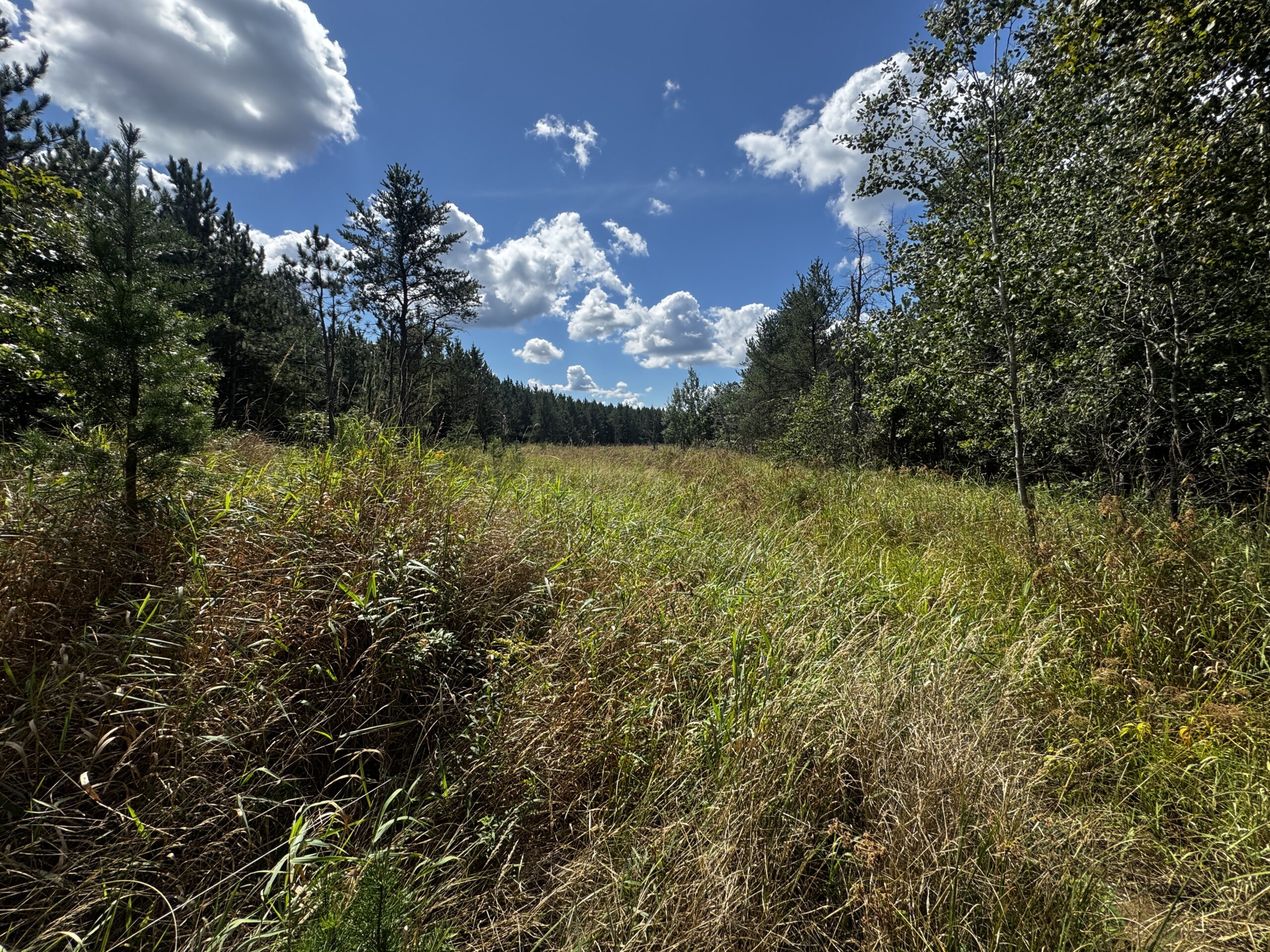80-acre timber tract in the Town of Big Flats