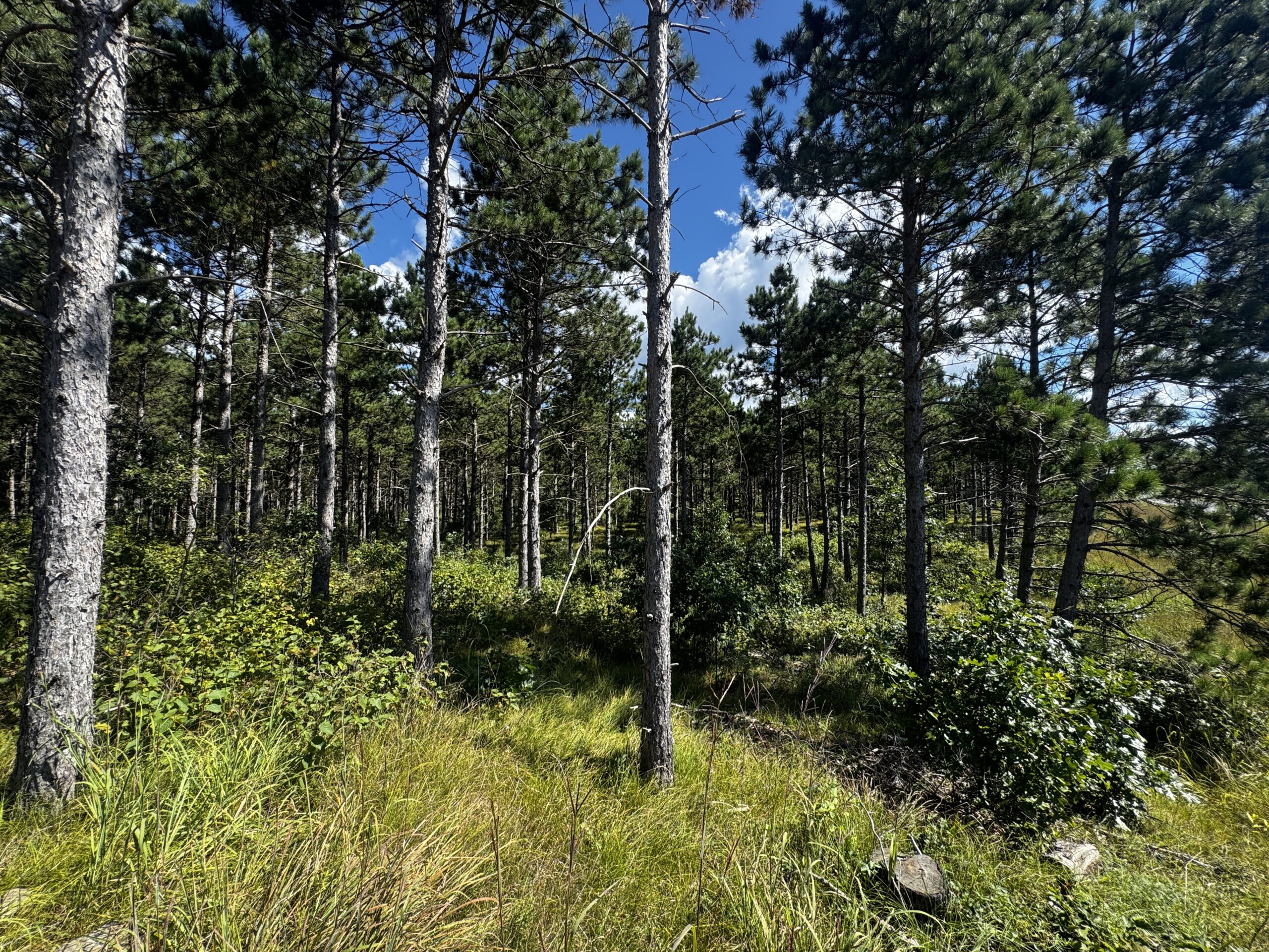 40-acre wooded parcel in the Town of Rome