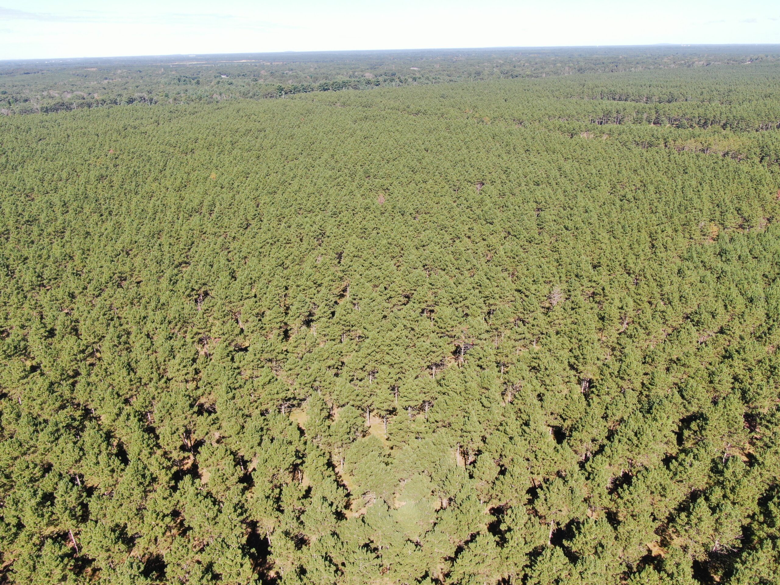 77-acre timber tract in the Town of Rome