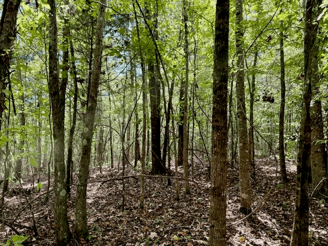 650 Acres Timberland and Lake Site Calhoun County MS