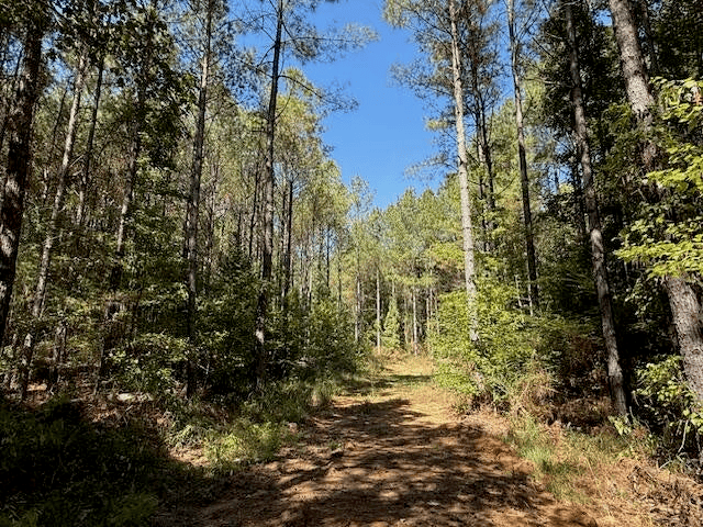 650 Acres Timberland and Lake Site Calhoun County MS