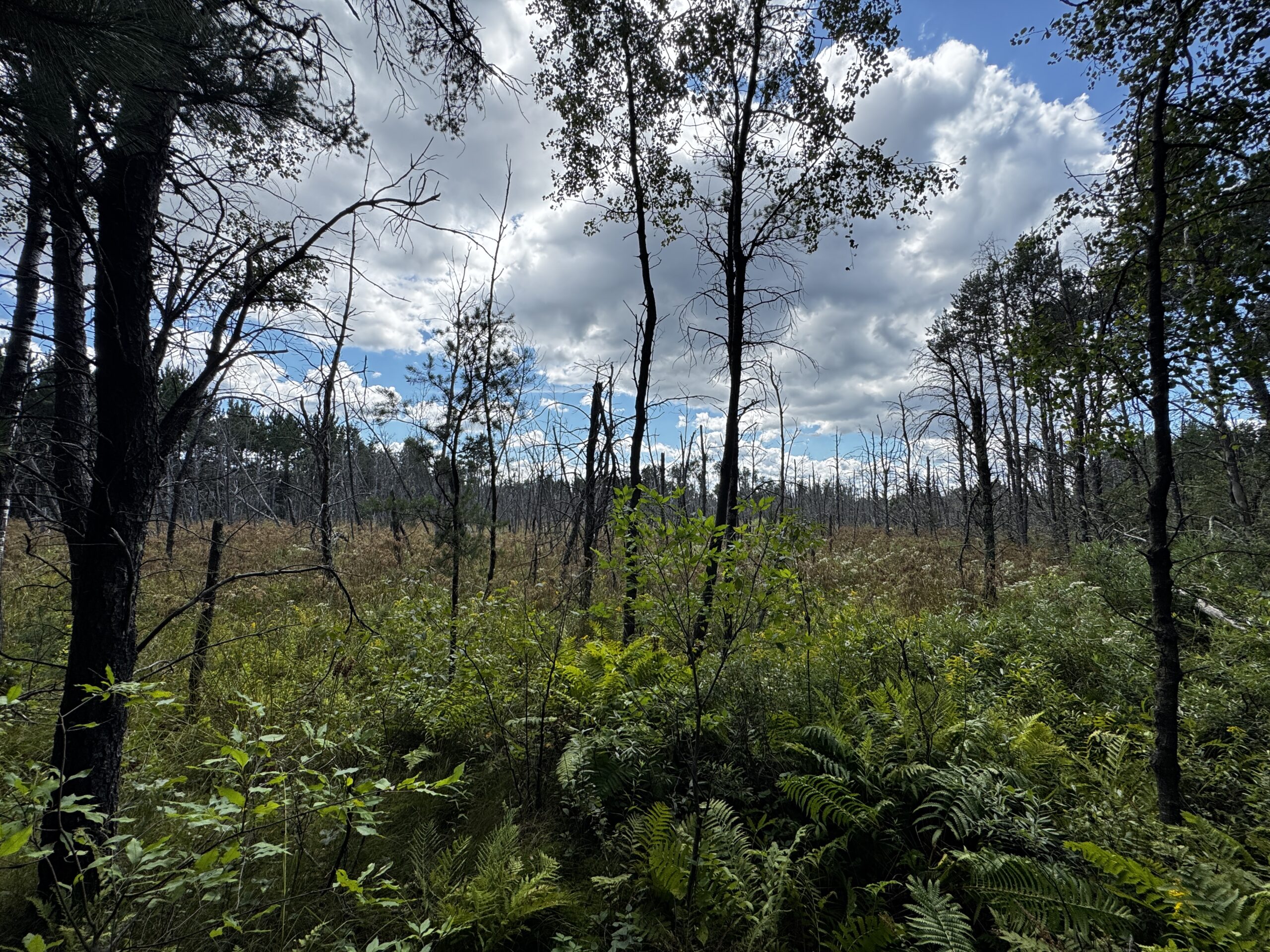 40-acre corner parcel in the Town of Monroe