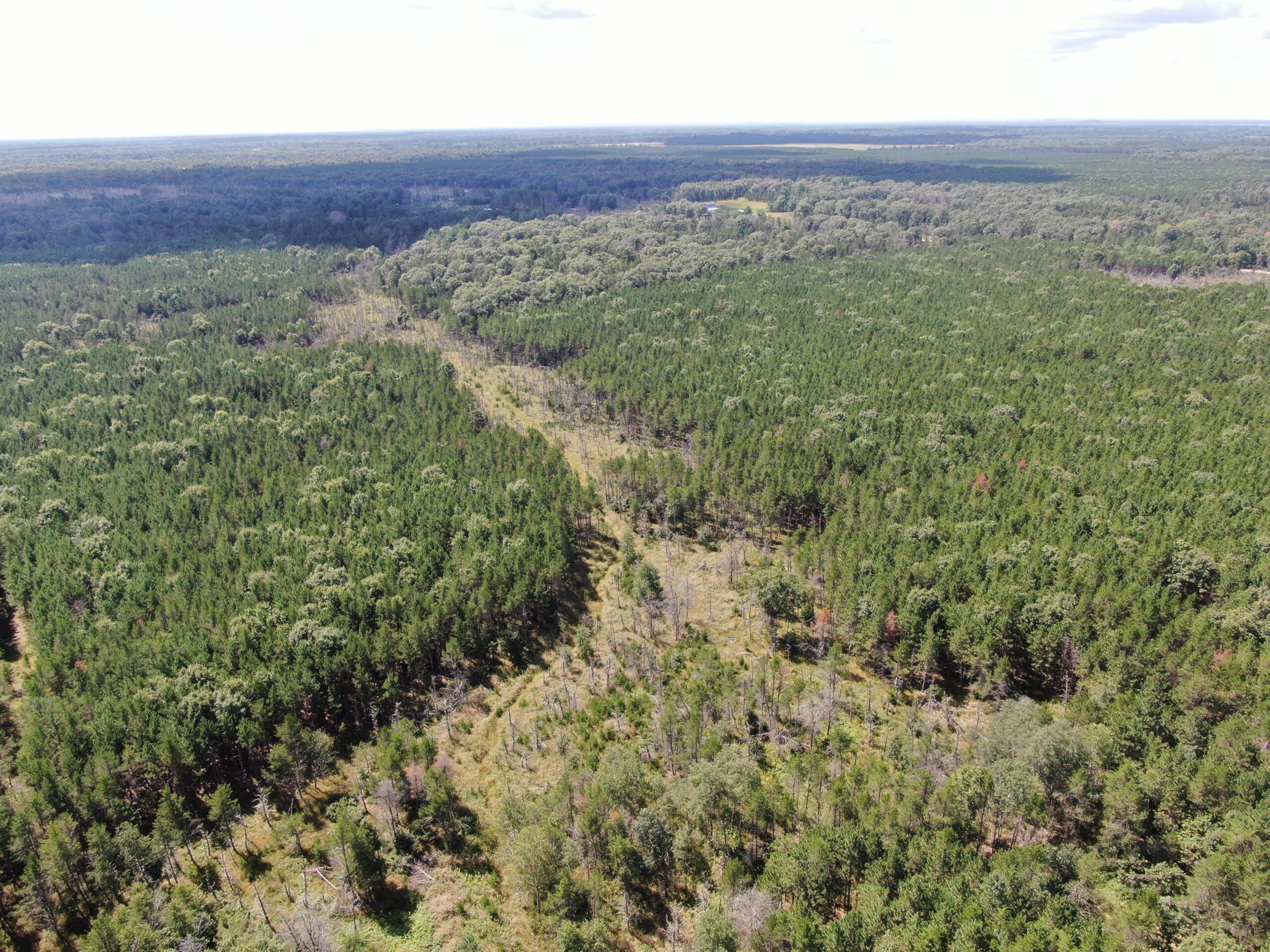 40-acre timbered tract in the Town of Big Flats