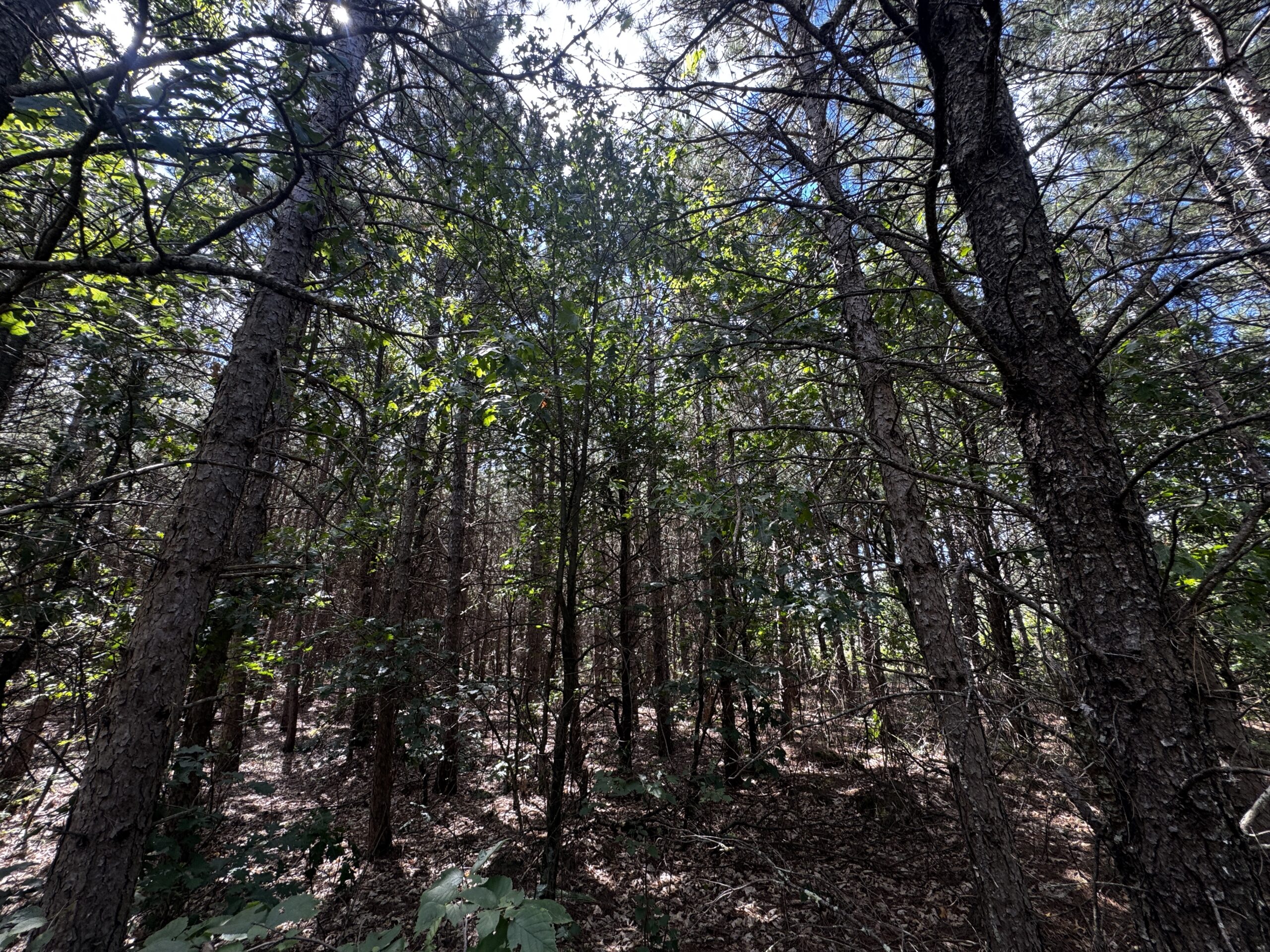 80-acre timber tract in the Town of Big Flats
