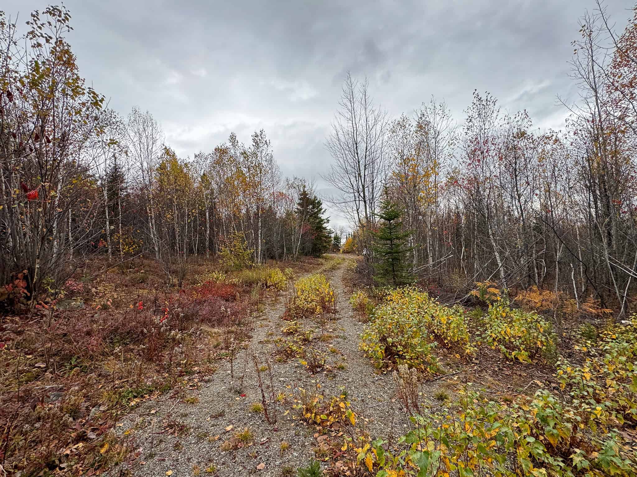 80± Acres Near the Coast – Pembroke, Maine