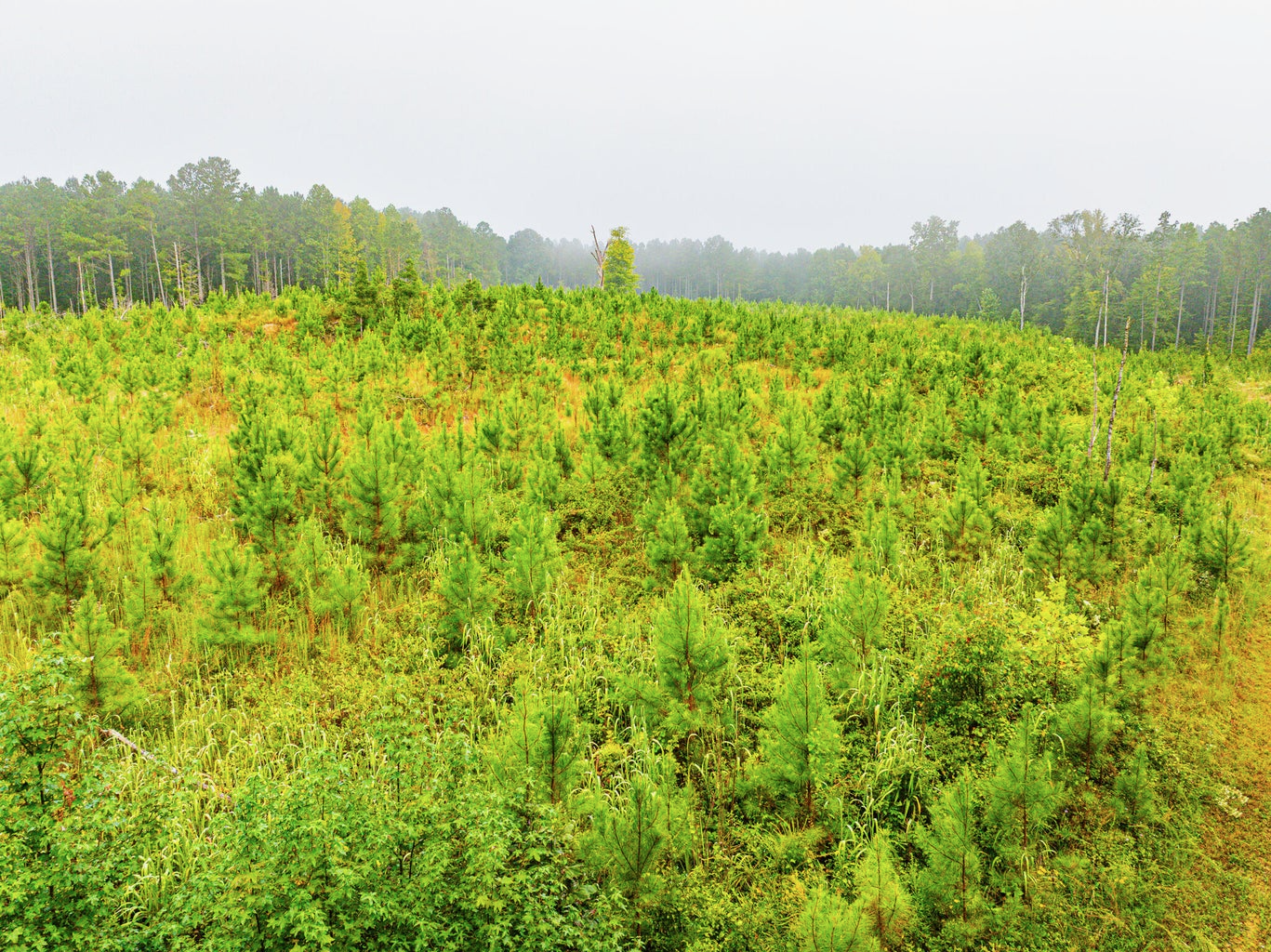 701 Acre Timber & Hunting Land Prentiss Co MS