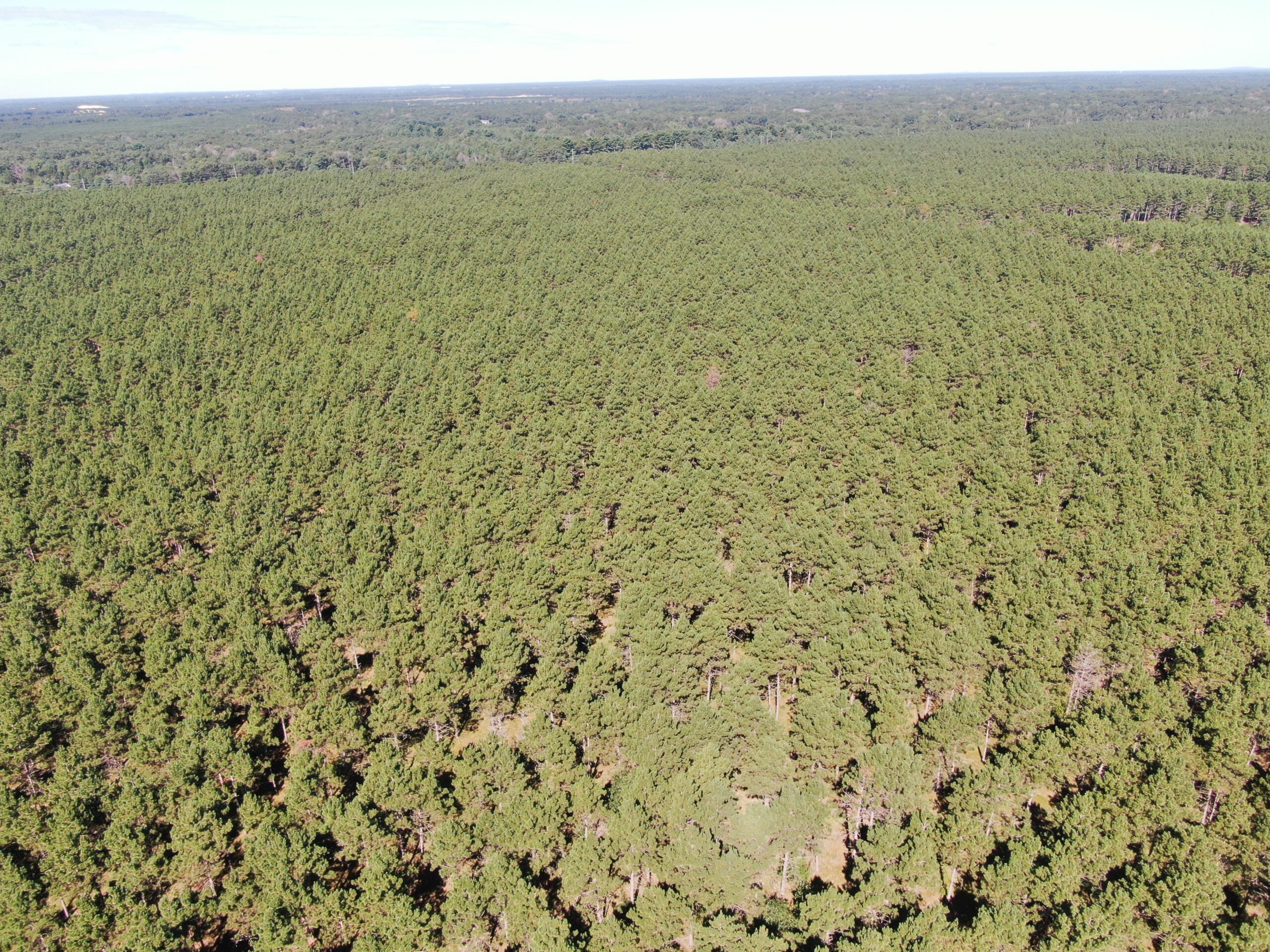 77-acre timber tract in the Town of Rome