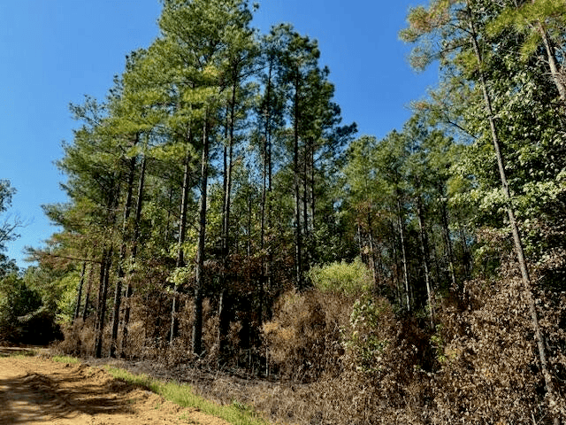 650 Acres Timberland and Lake Site Calhoun County MS