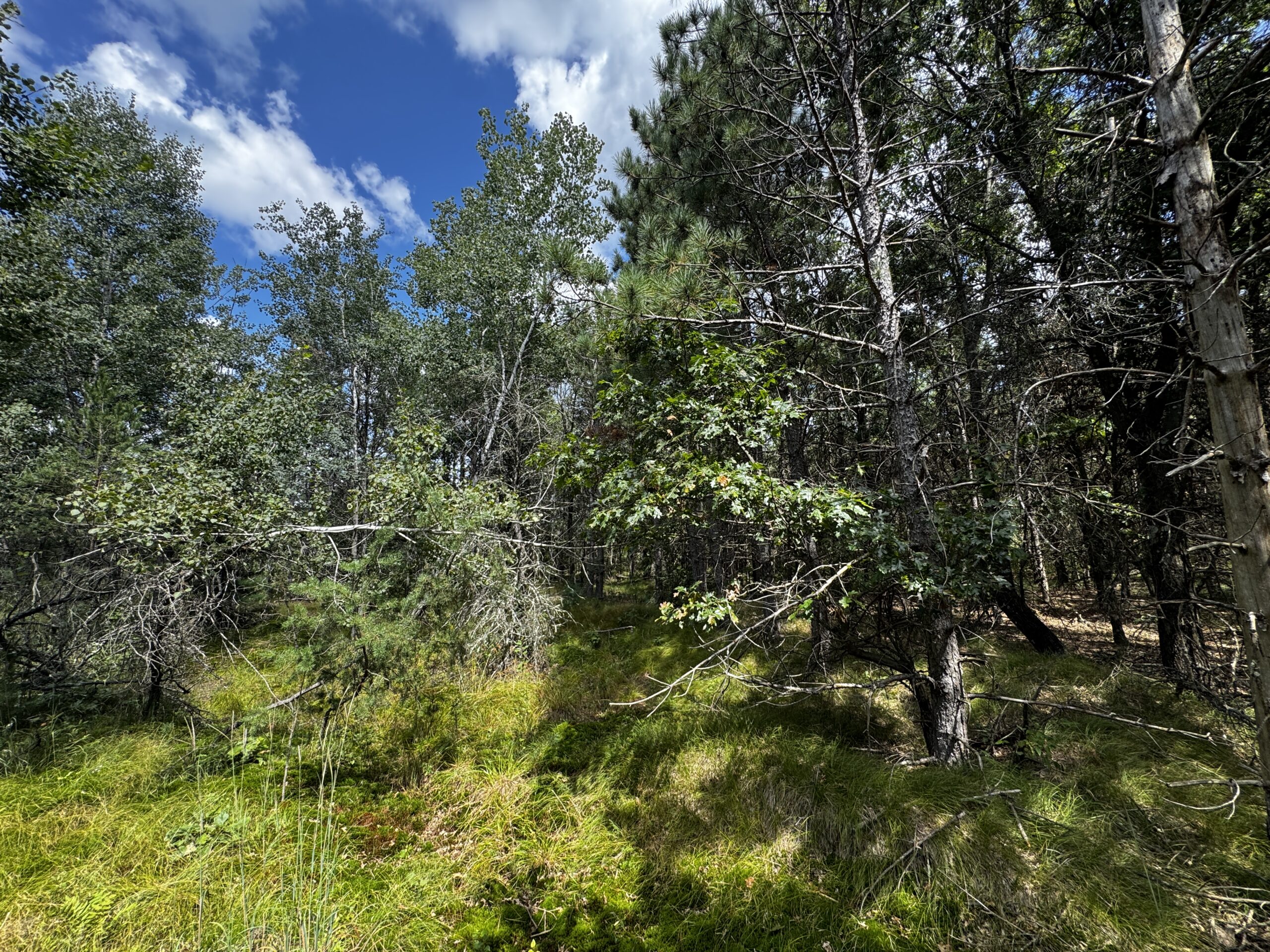 40-acre timbered tract in the Town of Big Flats