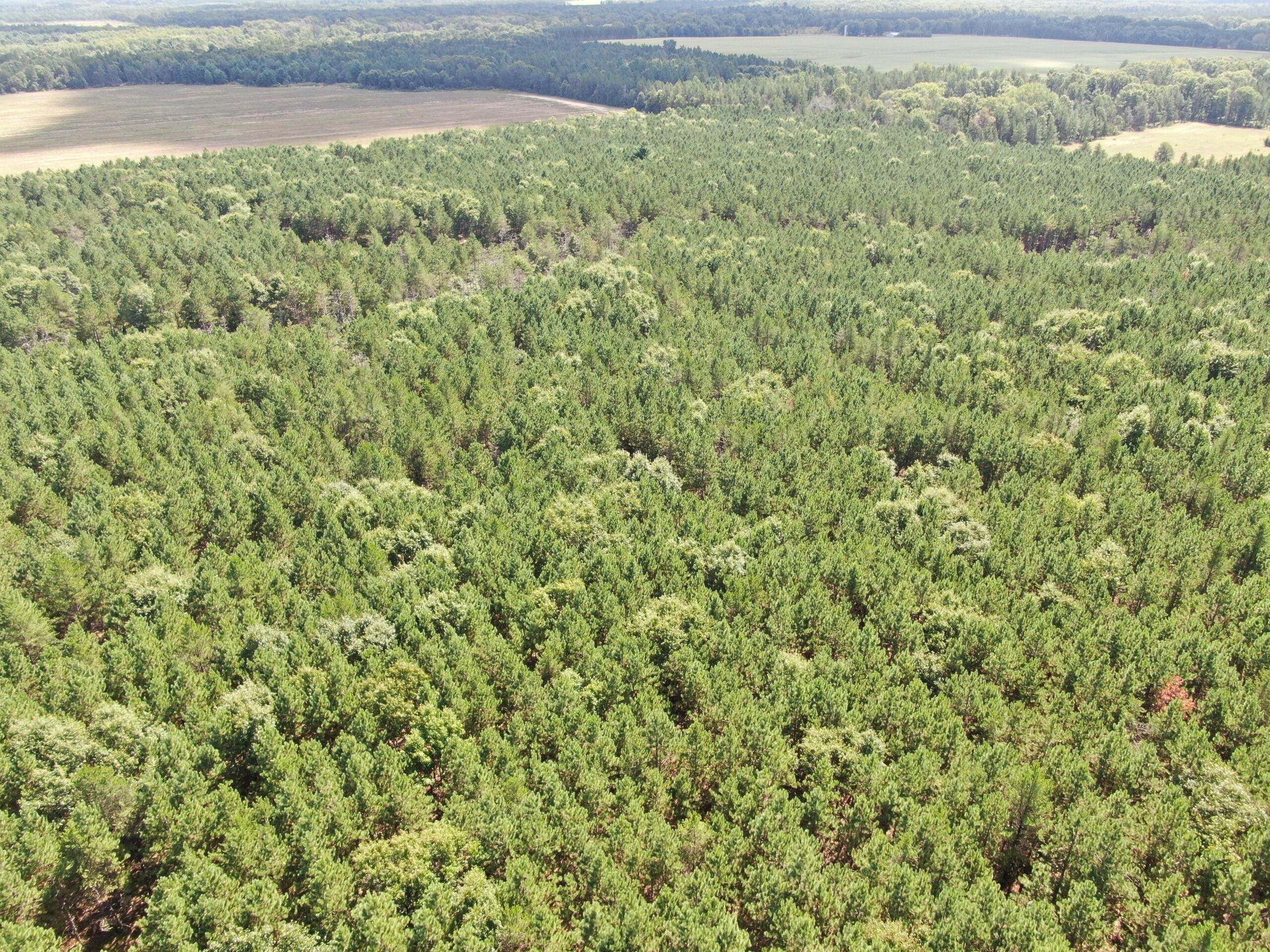80-acre timber tract in the Town of Big Flats