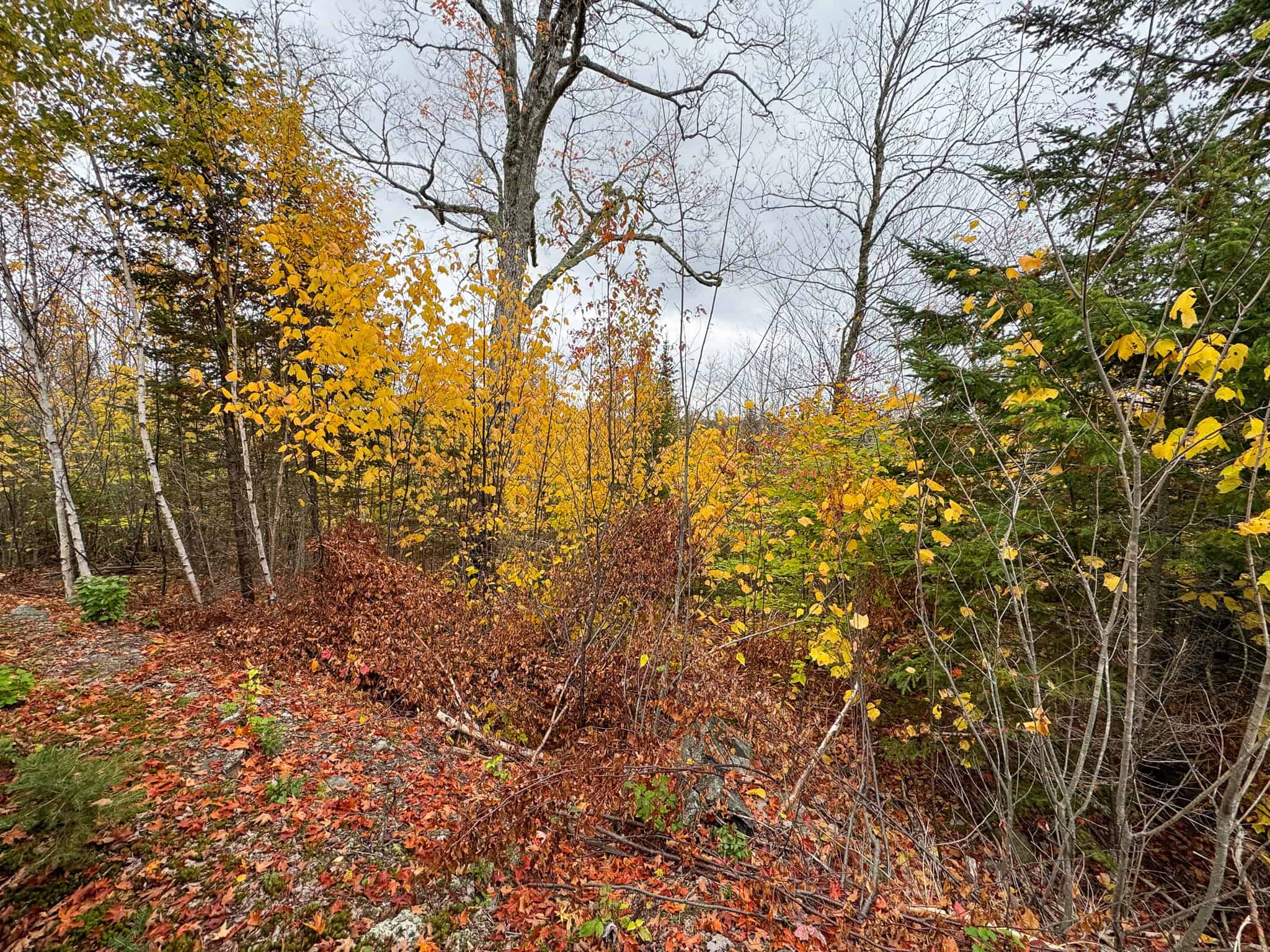 80± Acres Near the Coast – Pembroke, Maine