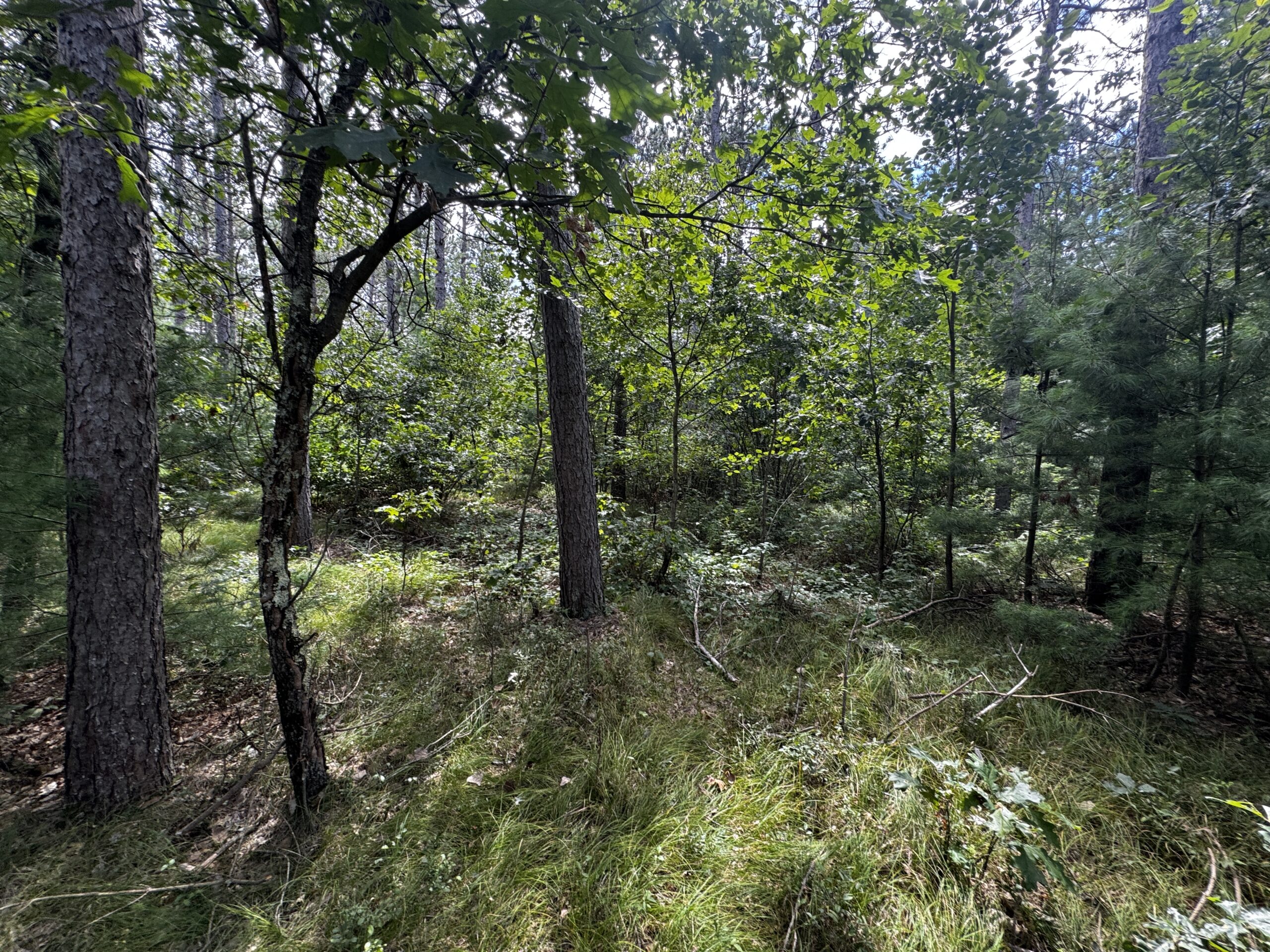 Escape to 80 acres of heavily timbered ground in Adams County