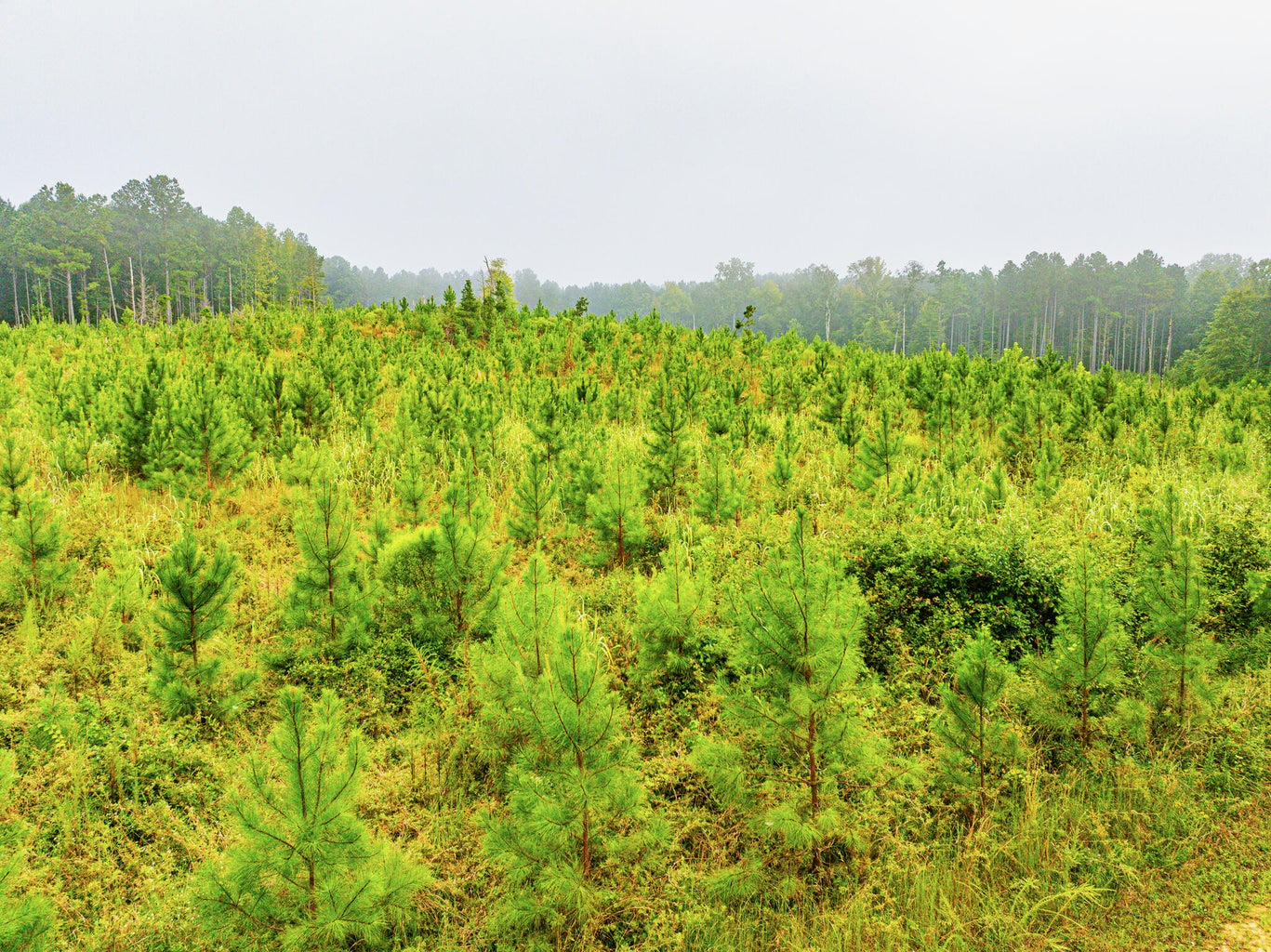 701 Acre Timber & Hunting Land Prentiss Co MS