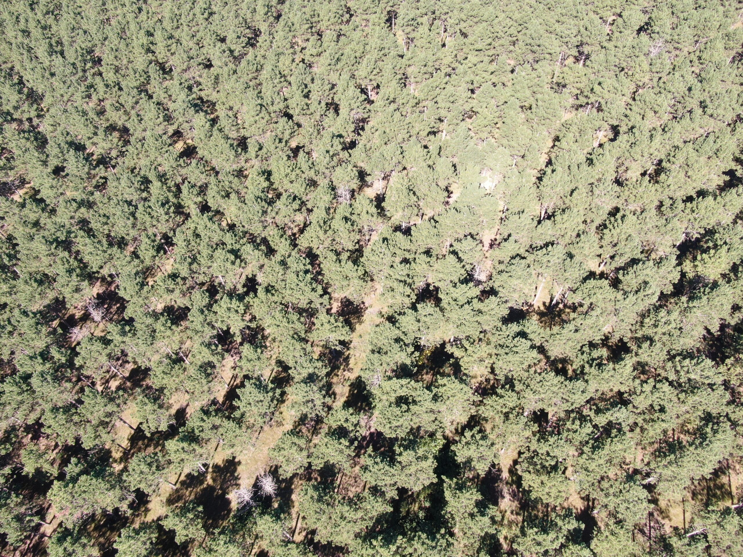 77-acre timber tract in the Town of Rome