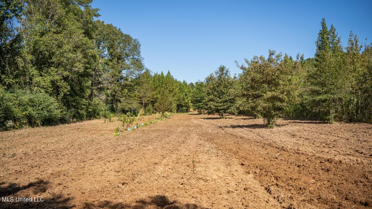 203 Acres in Smithdale MS – Turnkey Hunting Retreat