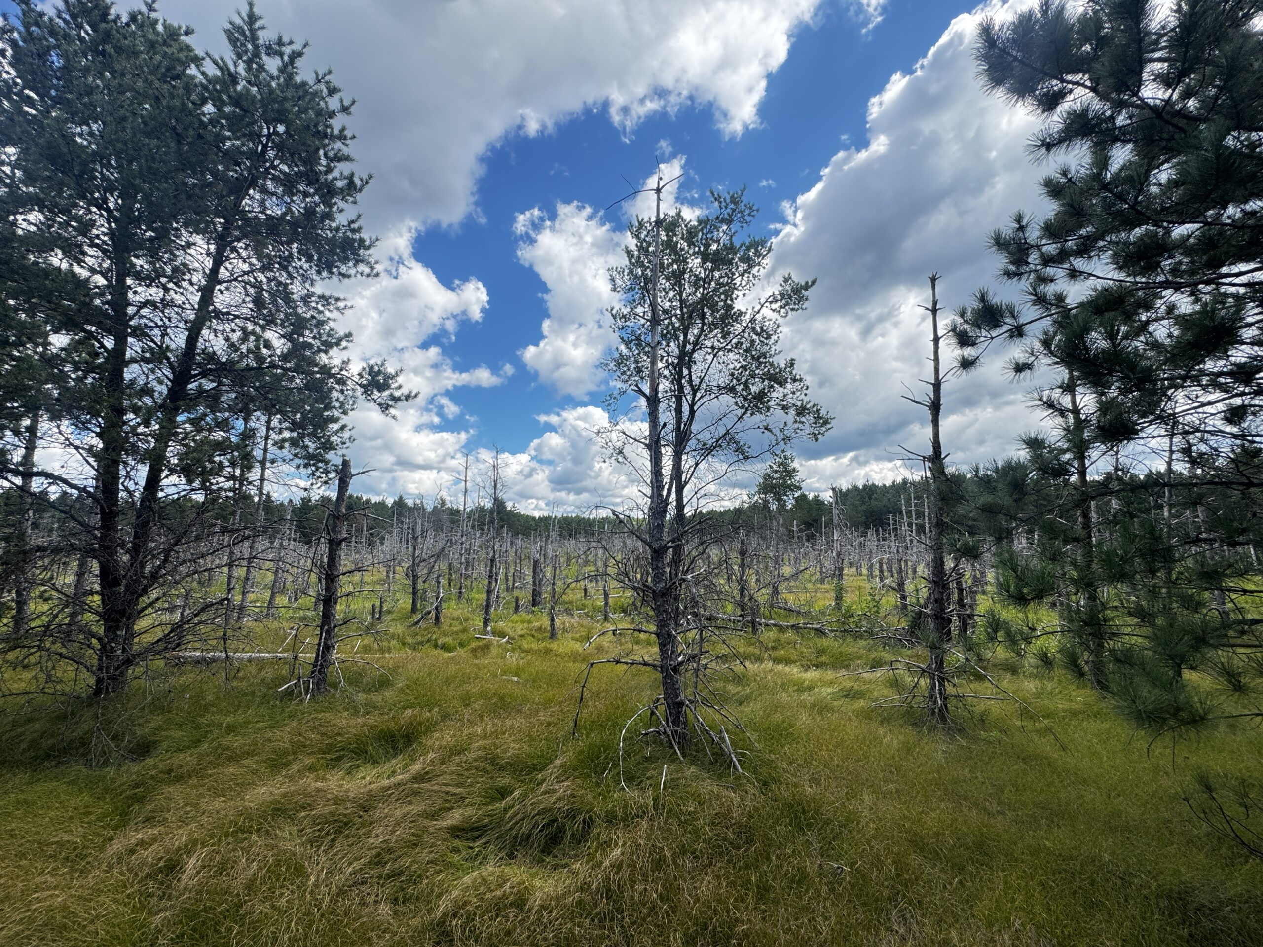 80-acre timbered tract in the Town of Big Flats, Adams County