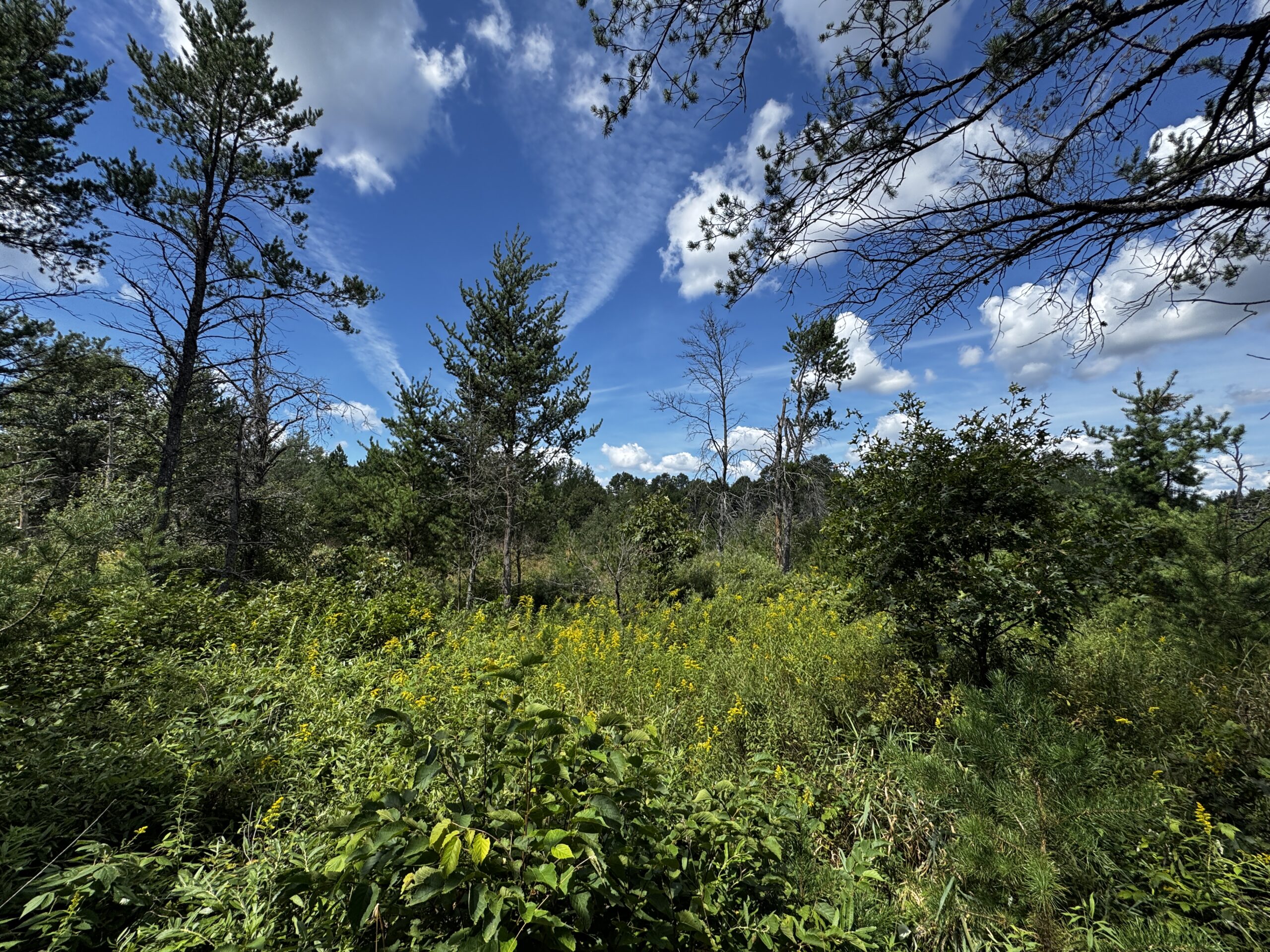40-acre timbered tract in the Town of Big Flats