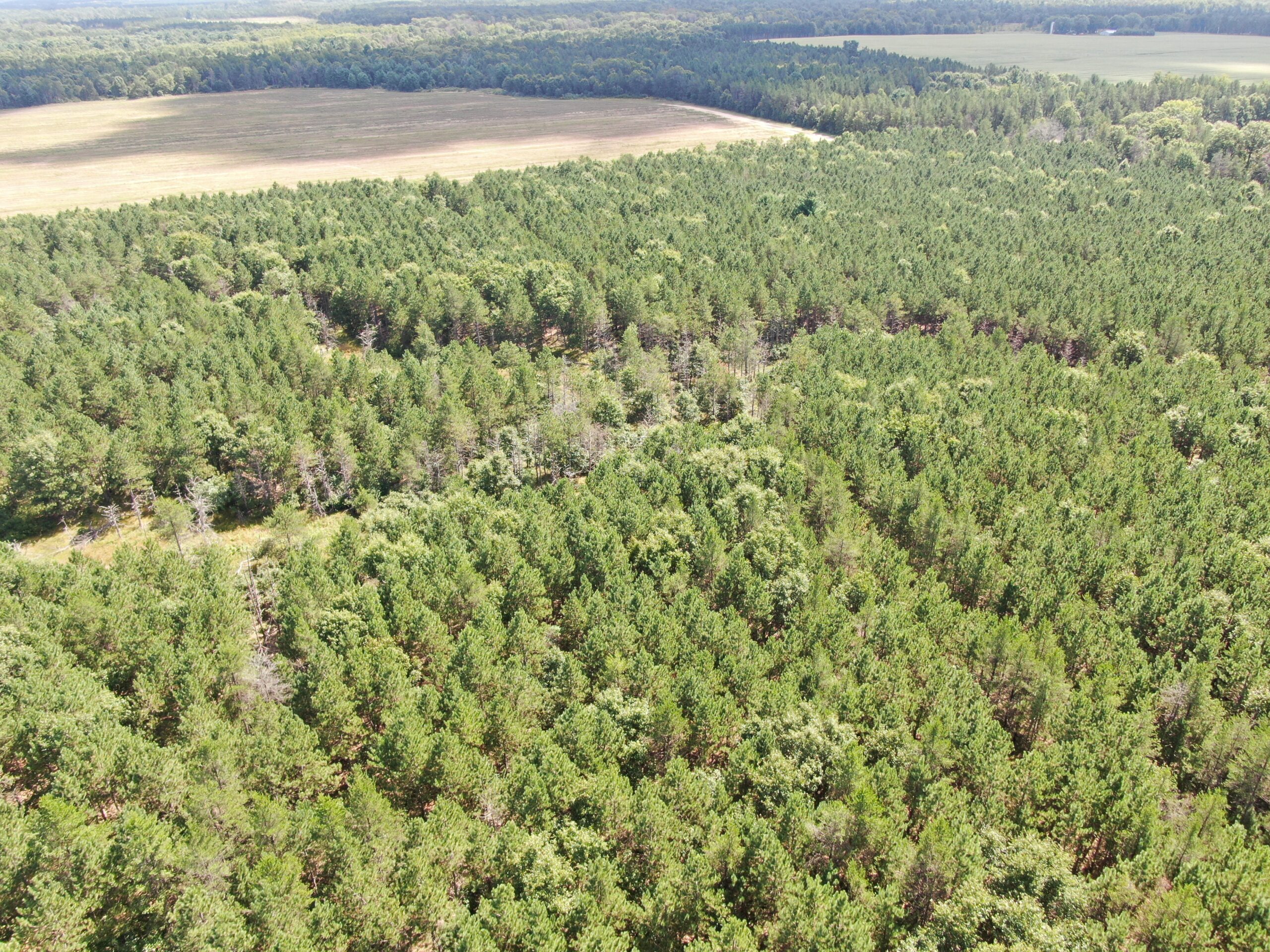 80-acre timber tract in the Town of Big Flats