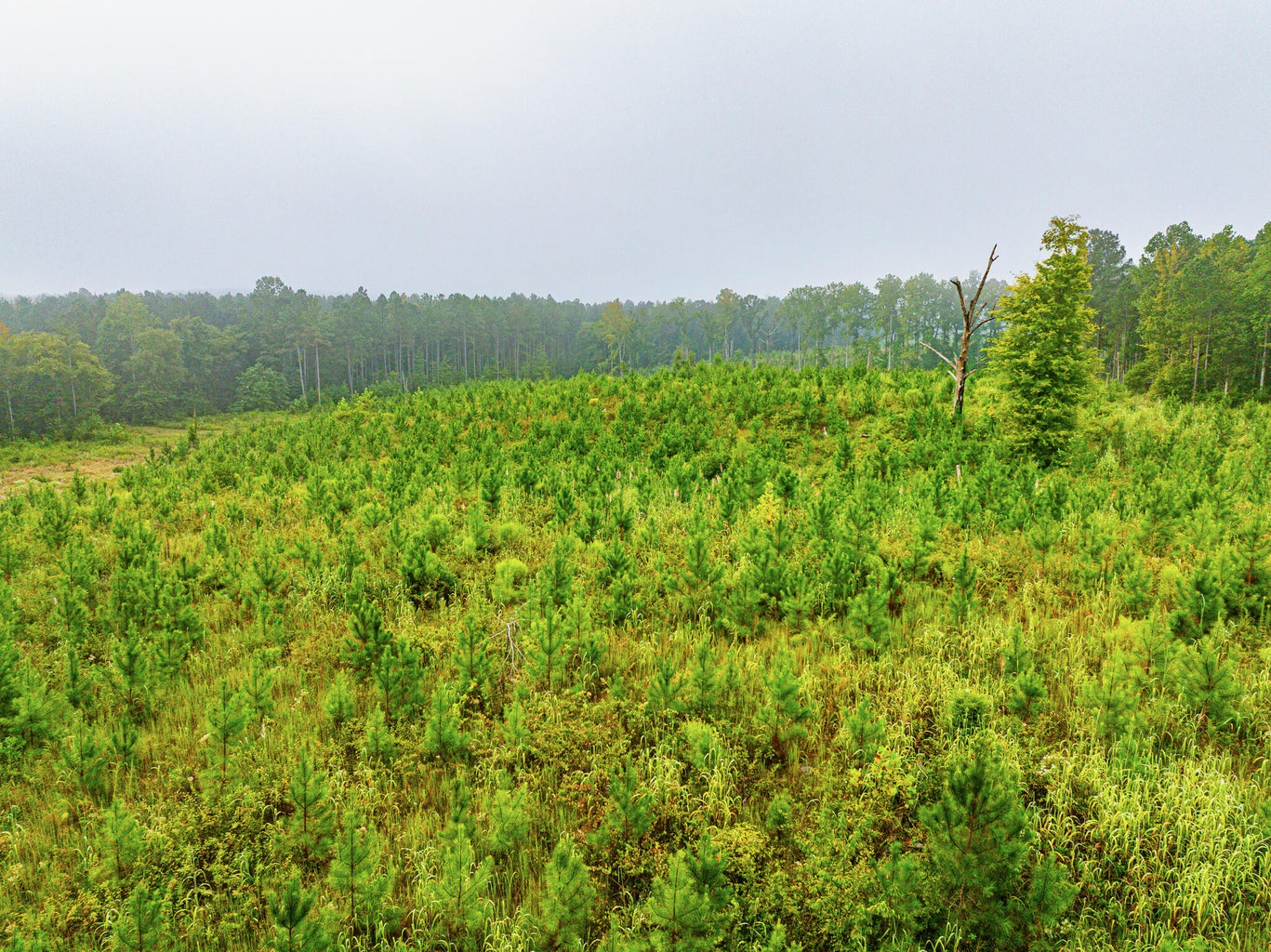 701 Acre Timber & Hunting Land Prentiss Co MS