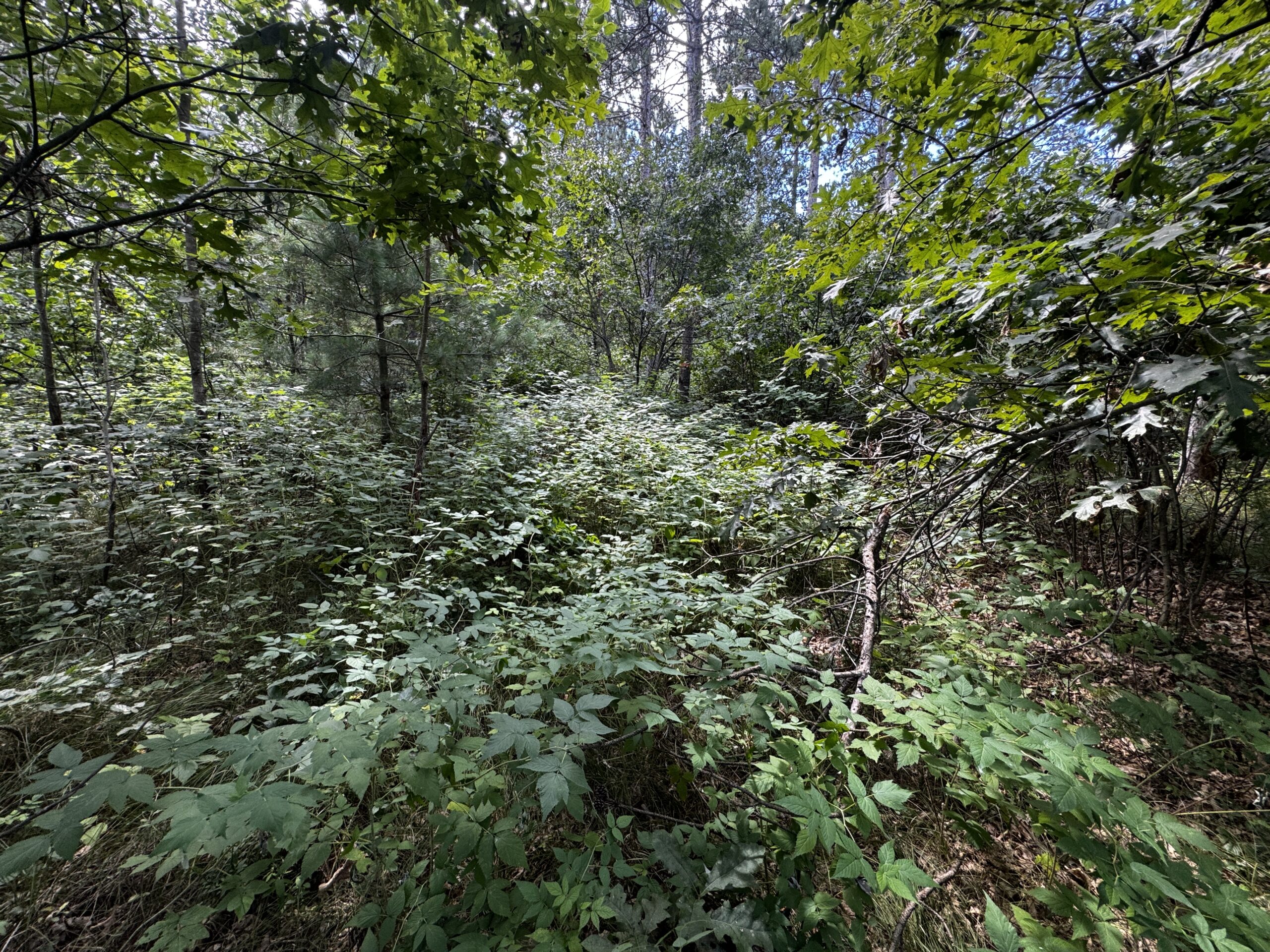 Escape to 80 acres of heavily timbered ground in Adams County