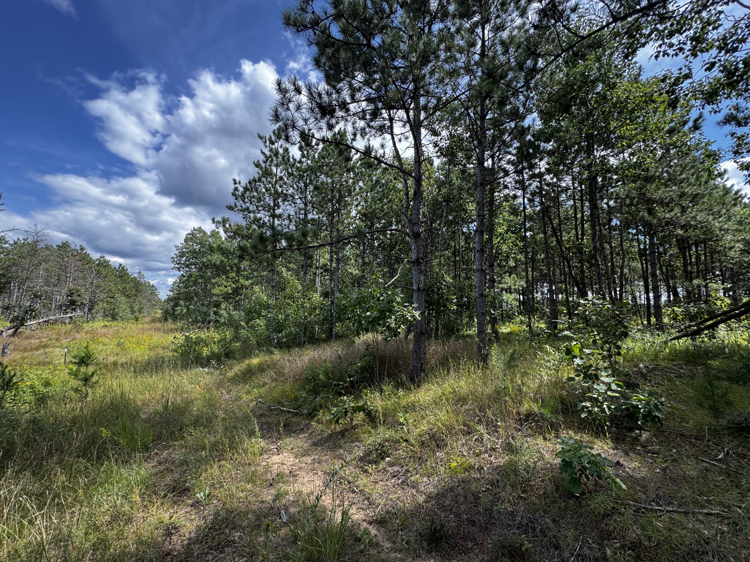 80-acre timber tract in Adams County