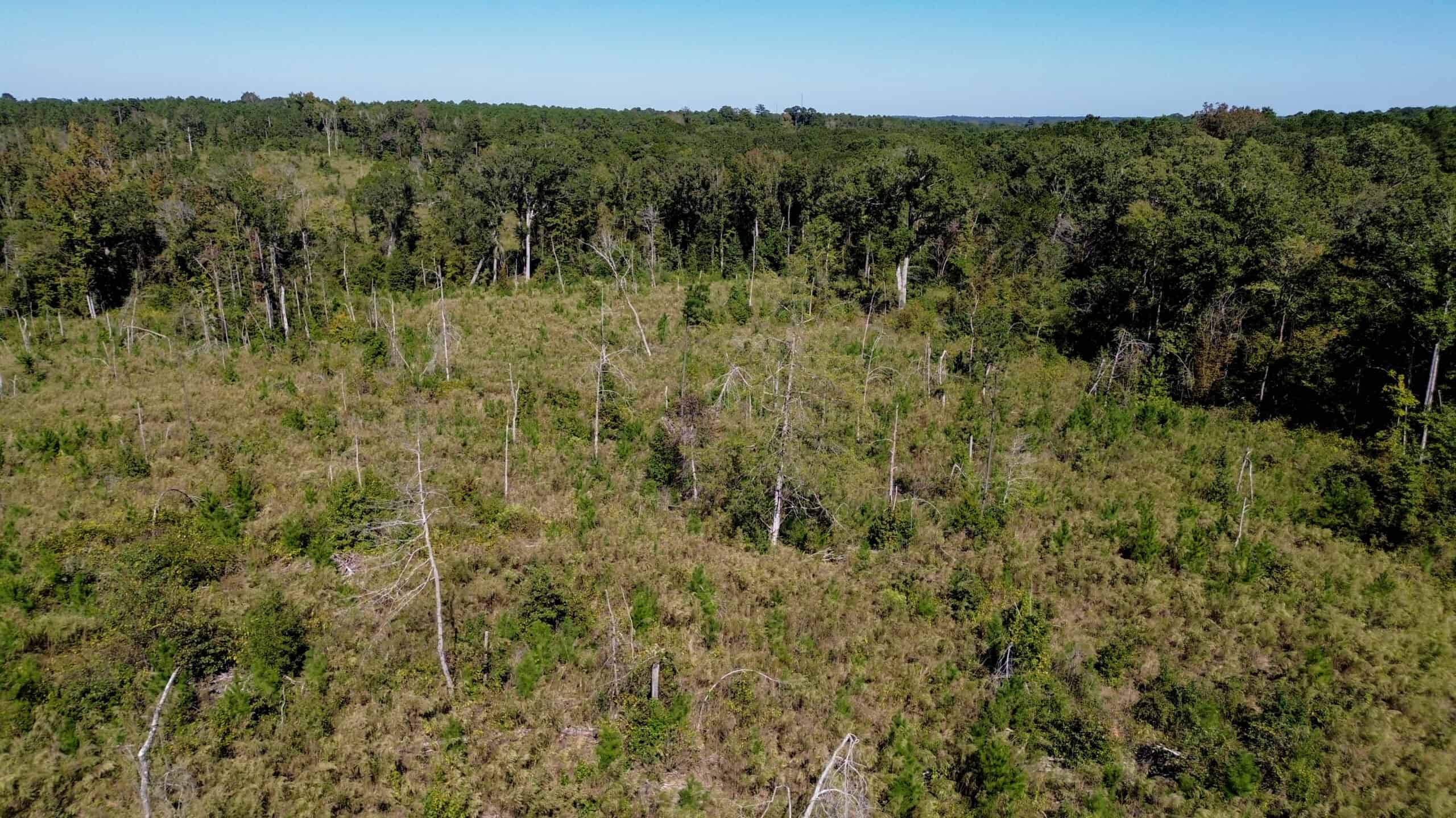 Affordable Lincoln Parish Land for Sale – Tract 4