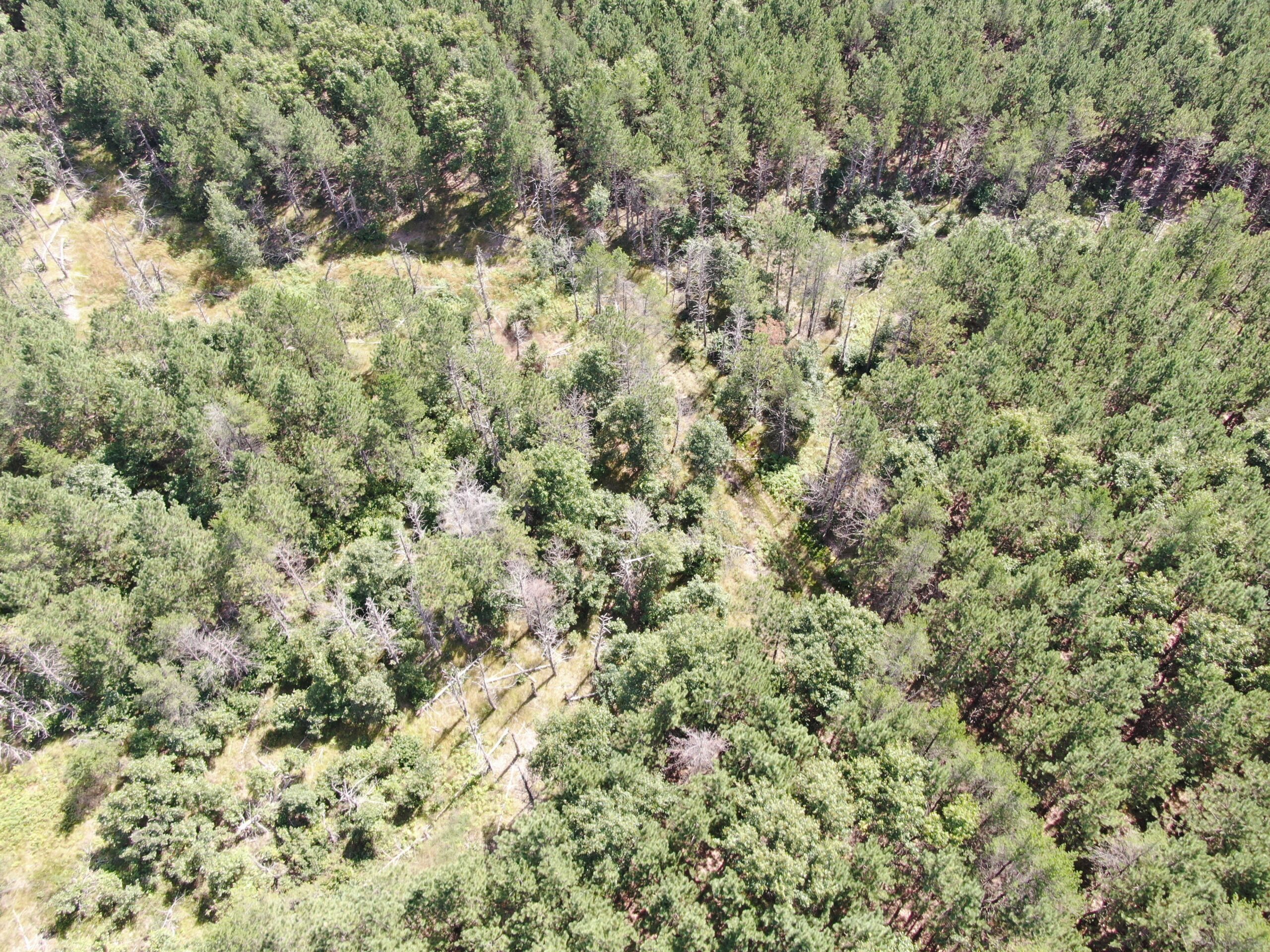 80-acre timber tract in the Town of Big Flats