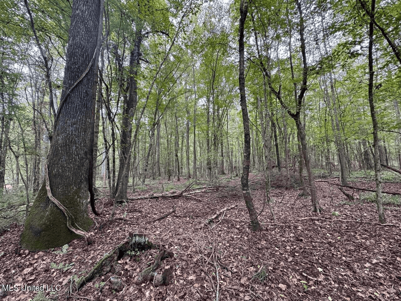 Hunting Land in Claiborne County, MS – The Sawmill 98