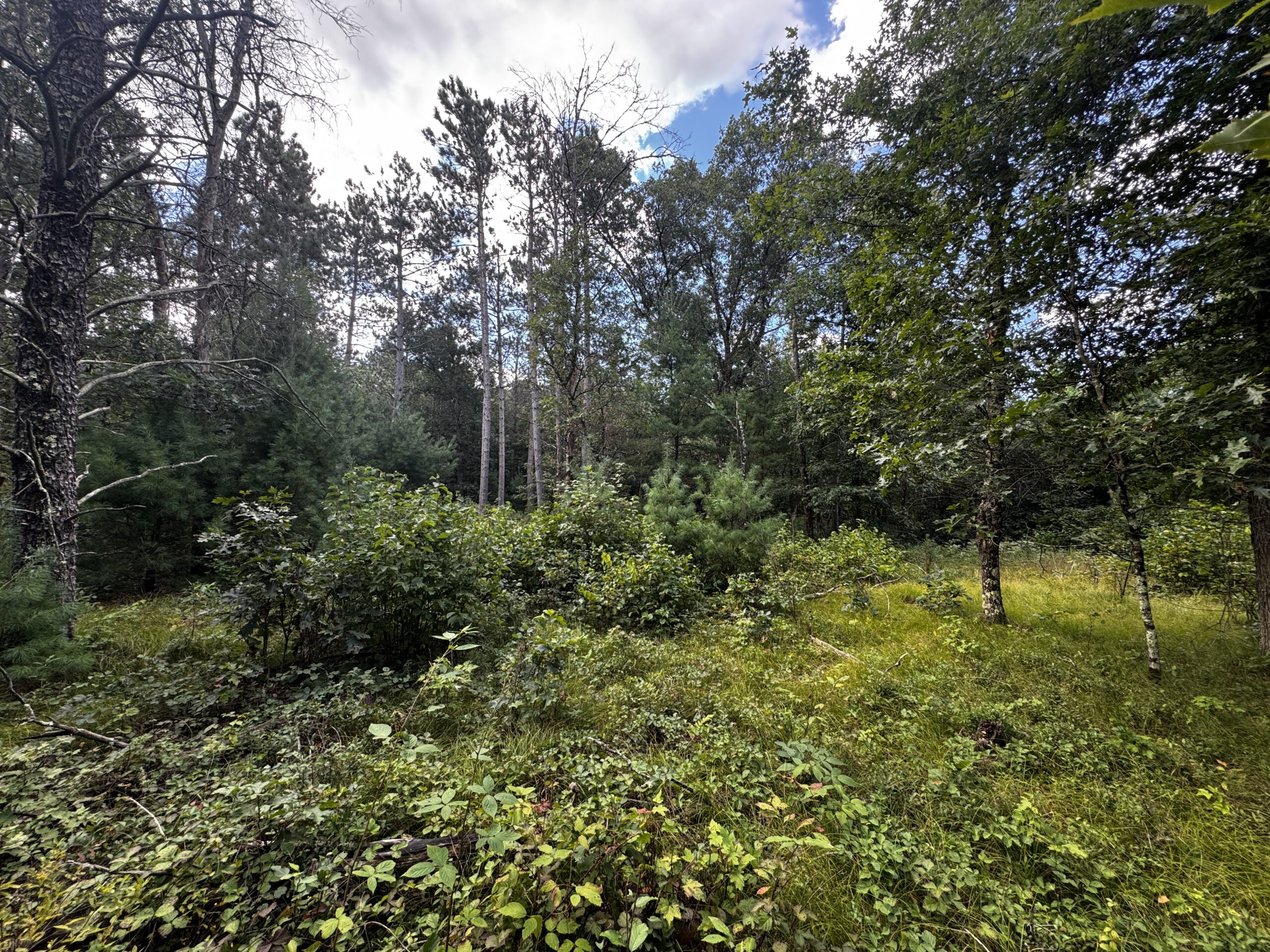 Escape to 80 acres of heavily timbered ground in Adams County