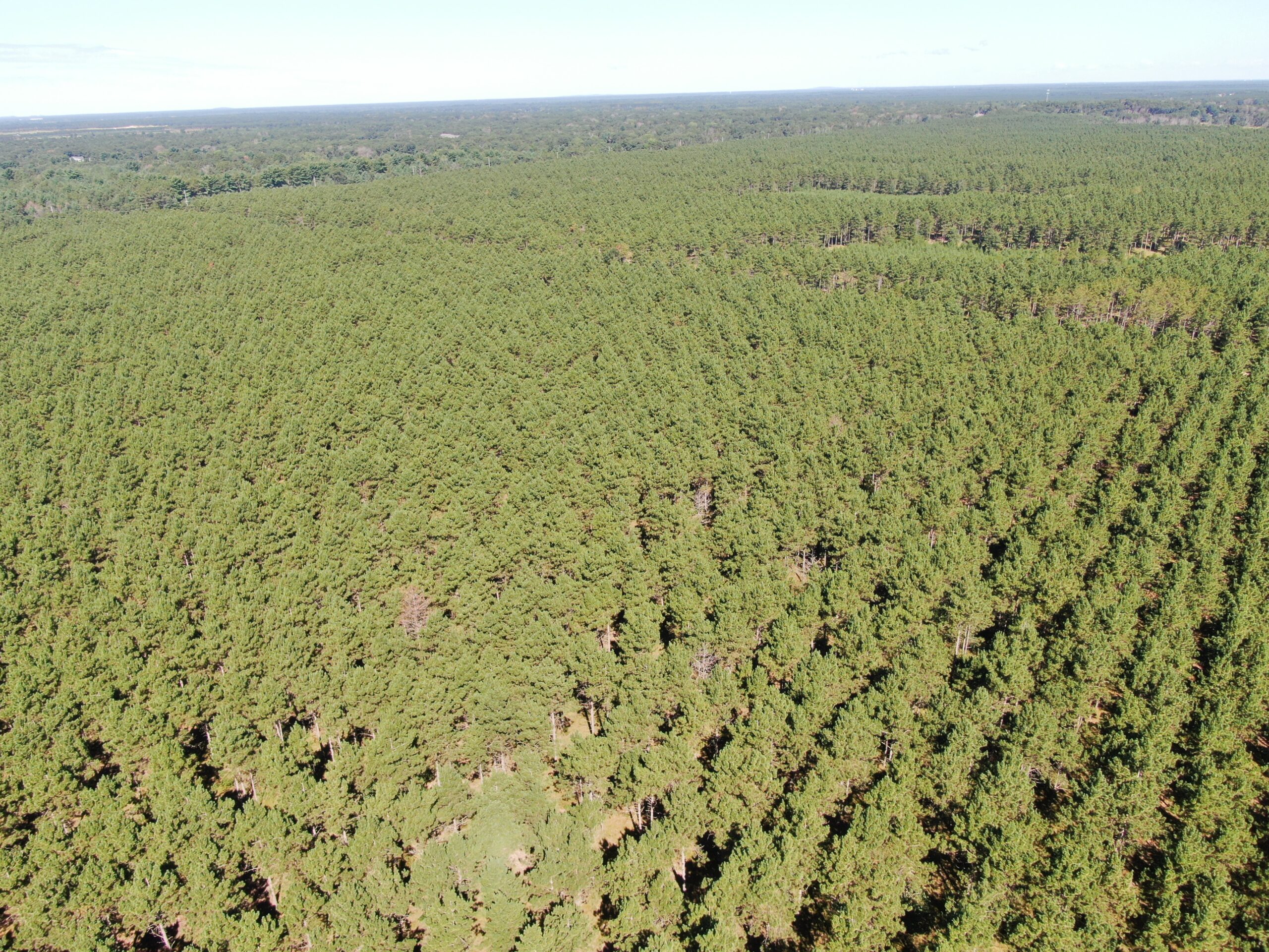 77-acre timber tract in the Town of Rome