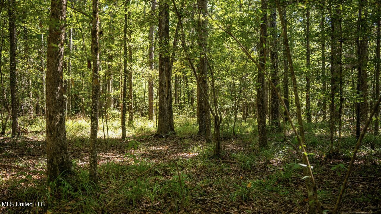 203 Acres in Smithdale MS – Turnkey Hunting Retreat