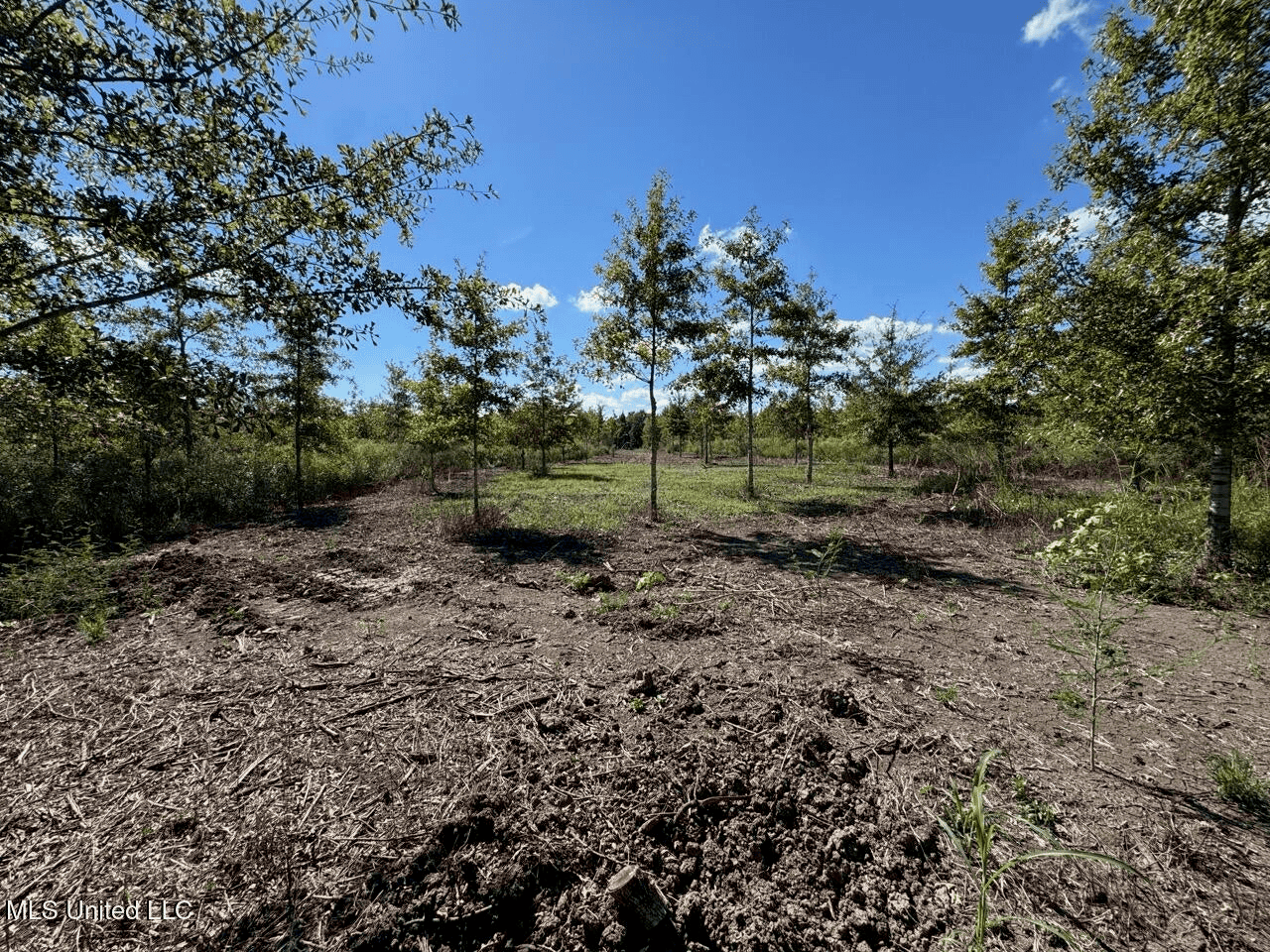 Tensas Parish Land Near Lake St. John – 80 Acres