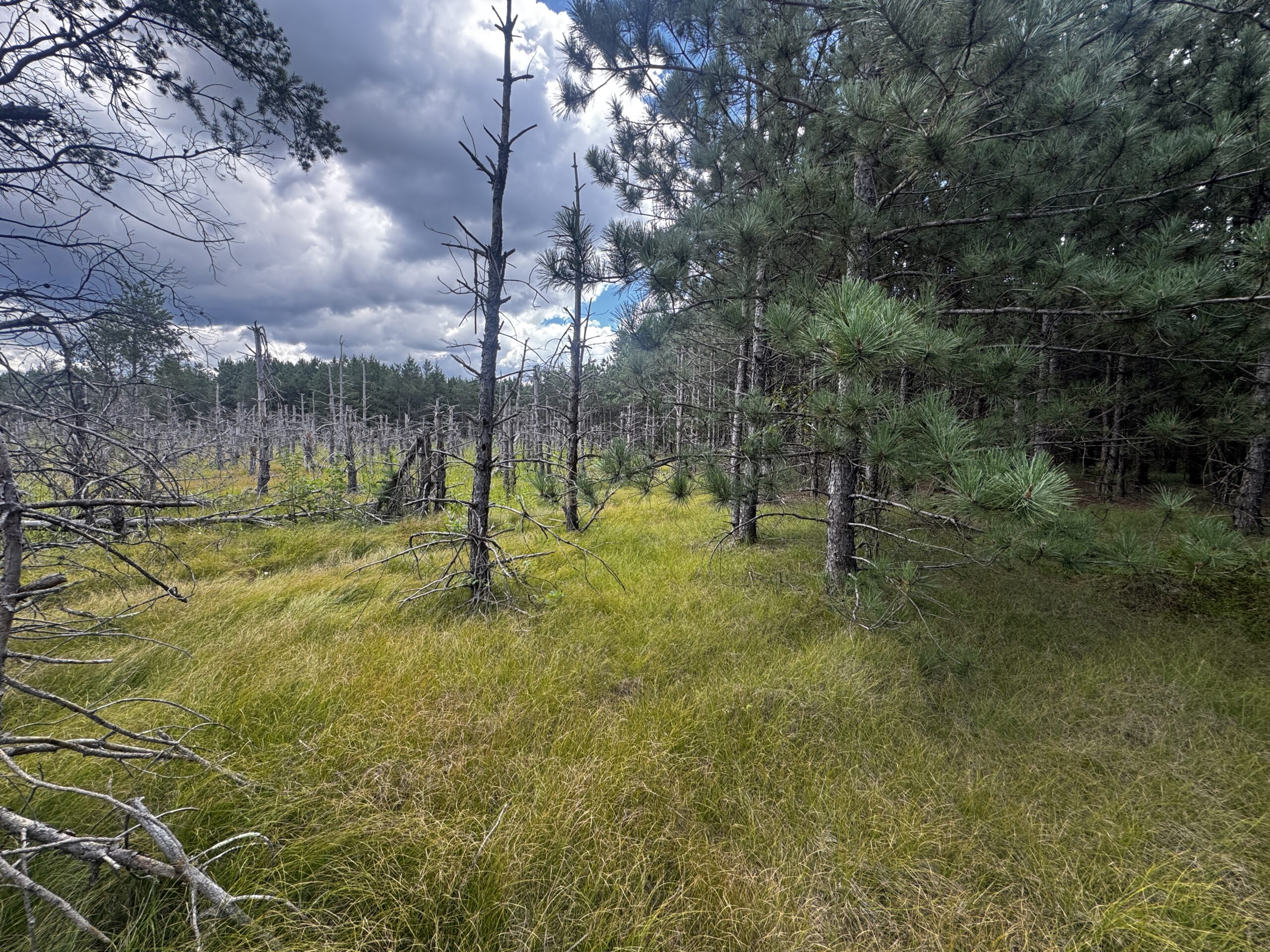 80-acre timbered tract in the Town of Big Flats, Adams County