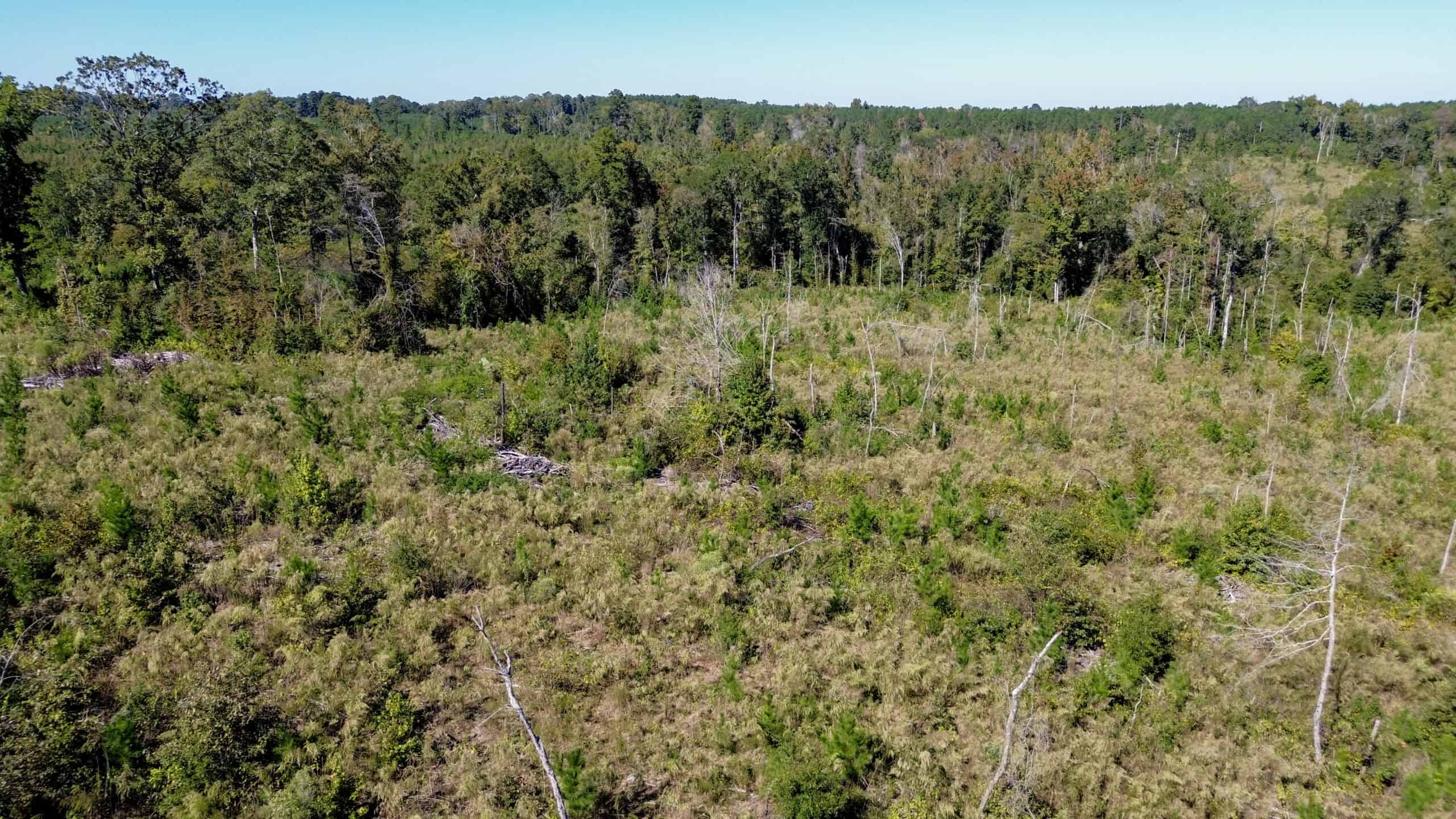 Affordable Lincoln Parish Land for Sale – Tract 4
