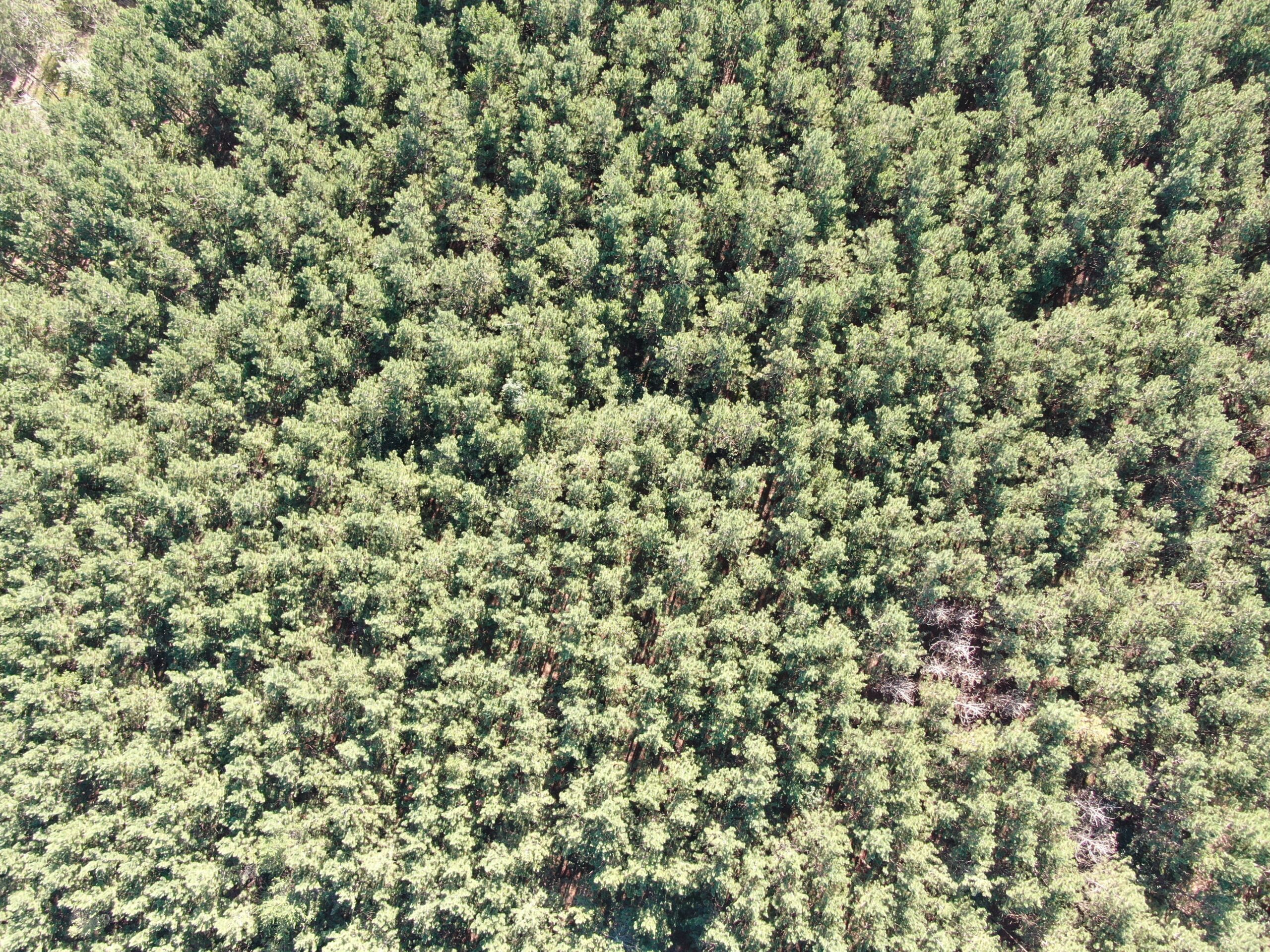 80-acre timber tract in Adams County