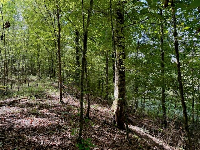 Mississippi Land For Sale With A Creek