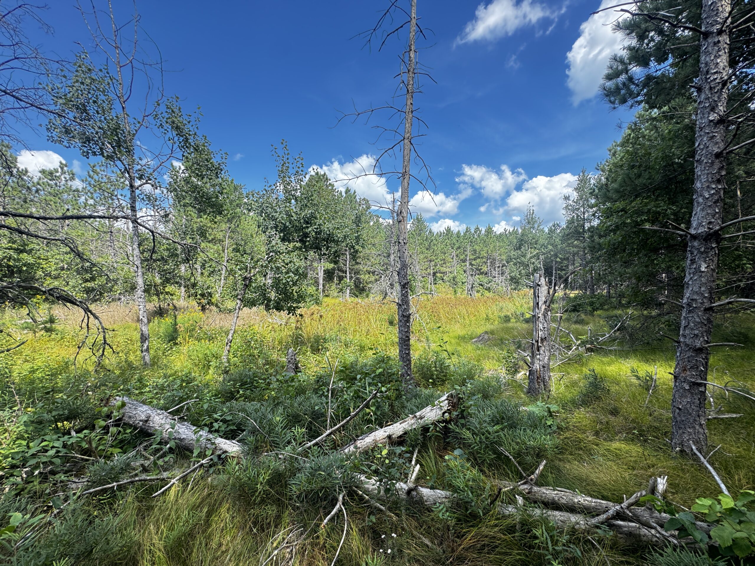 80-acre timber tract in the Town of Big Flats