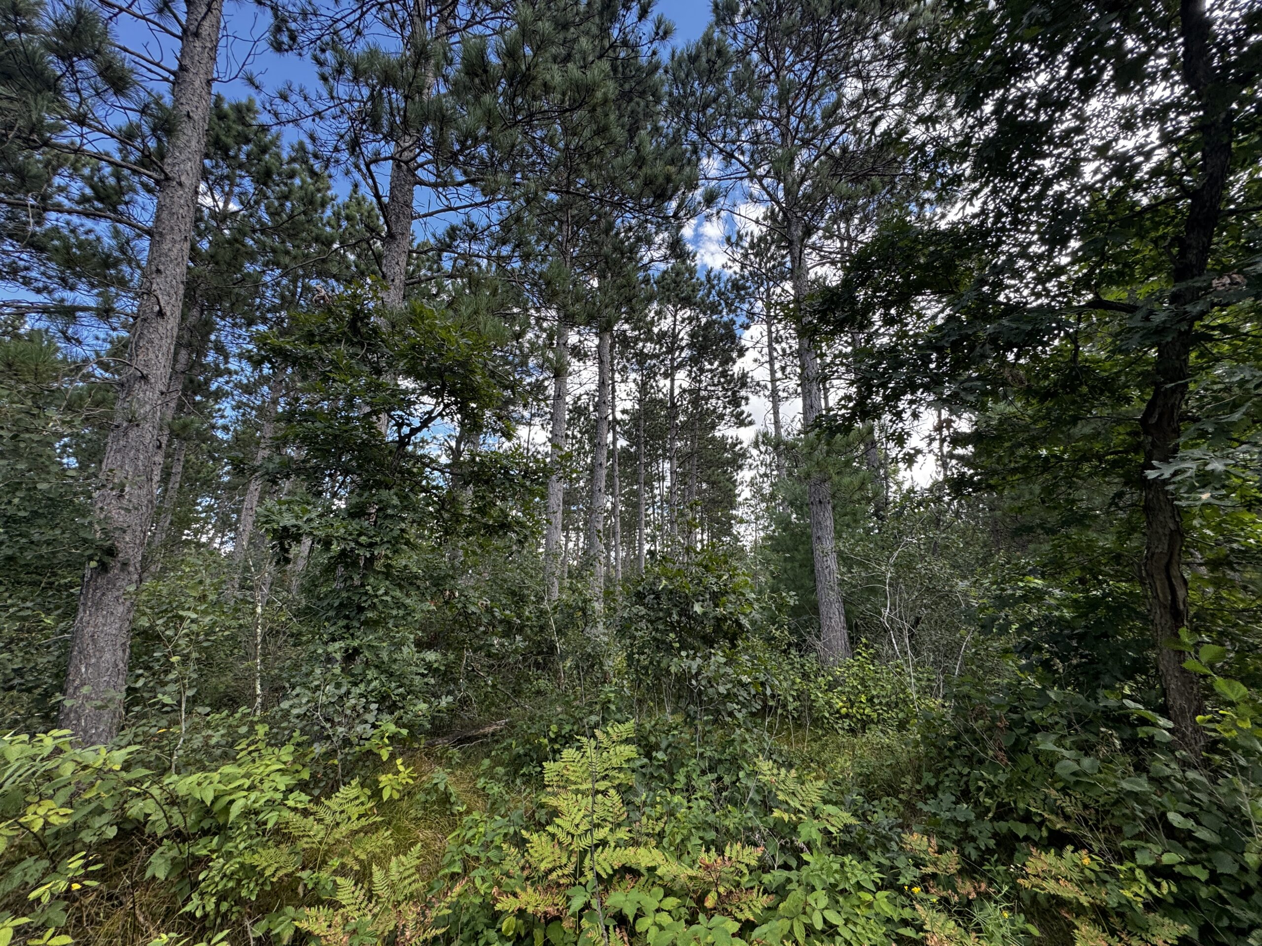 Escape to 80 acres of heavily timbered ground in Adams County