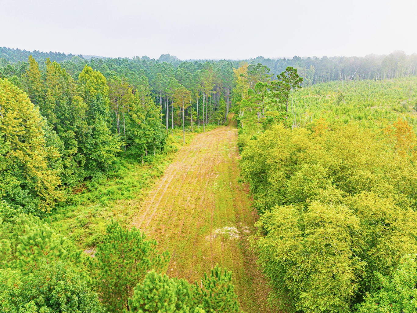 701 Acre Timber & Hunting Land Prentiss Co MS