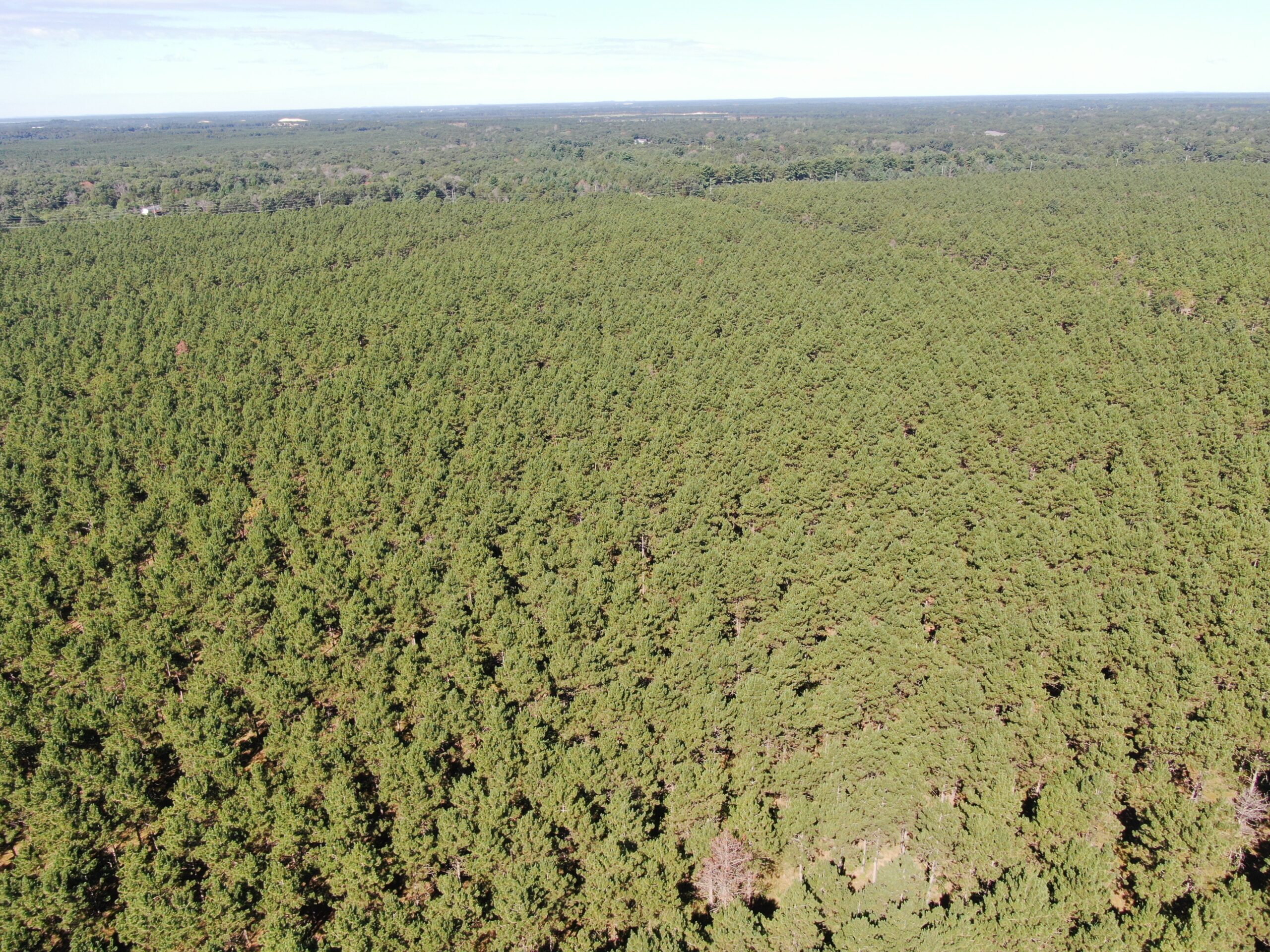 77-acre timber tract in the Town of Rome