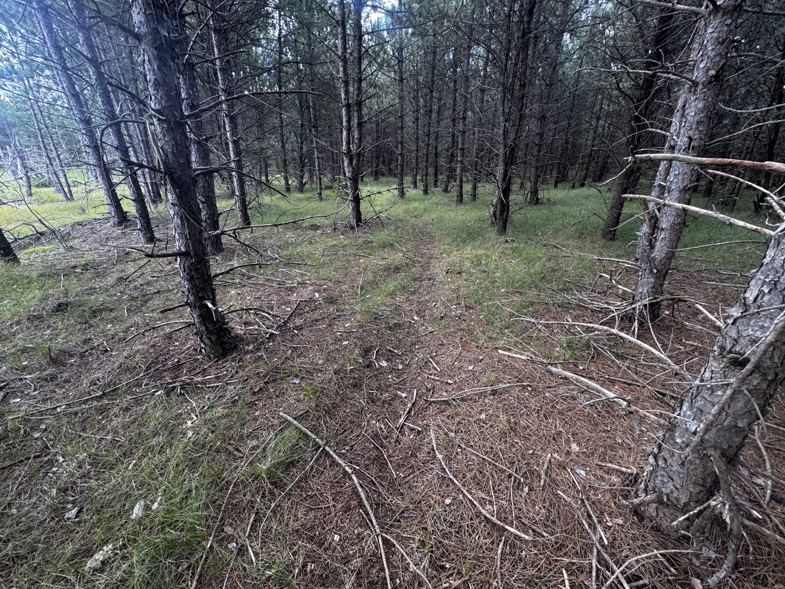 80-acre timbered tract in the Town of Big Flats, Adams County