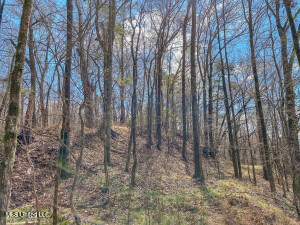 Southside Land Share for Sale in Jefferson County, MS
