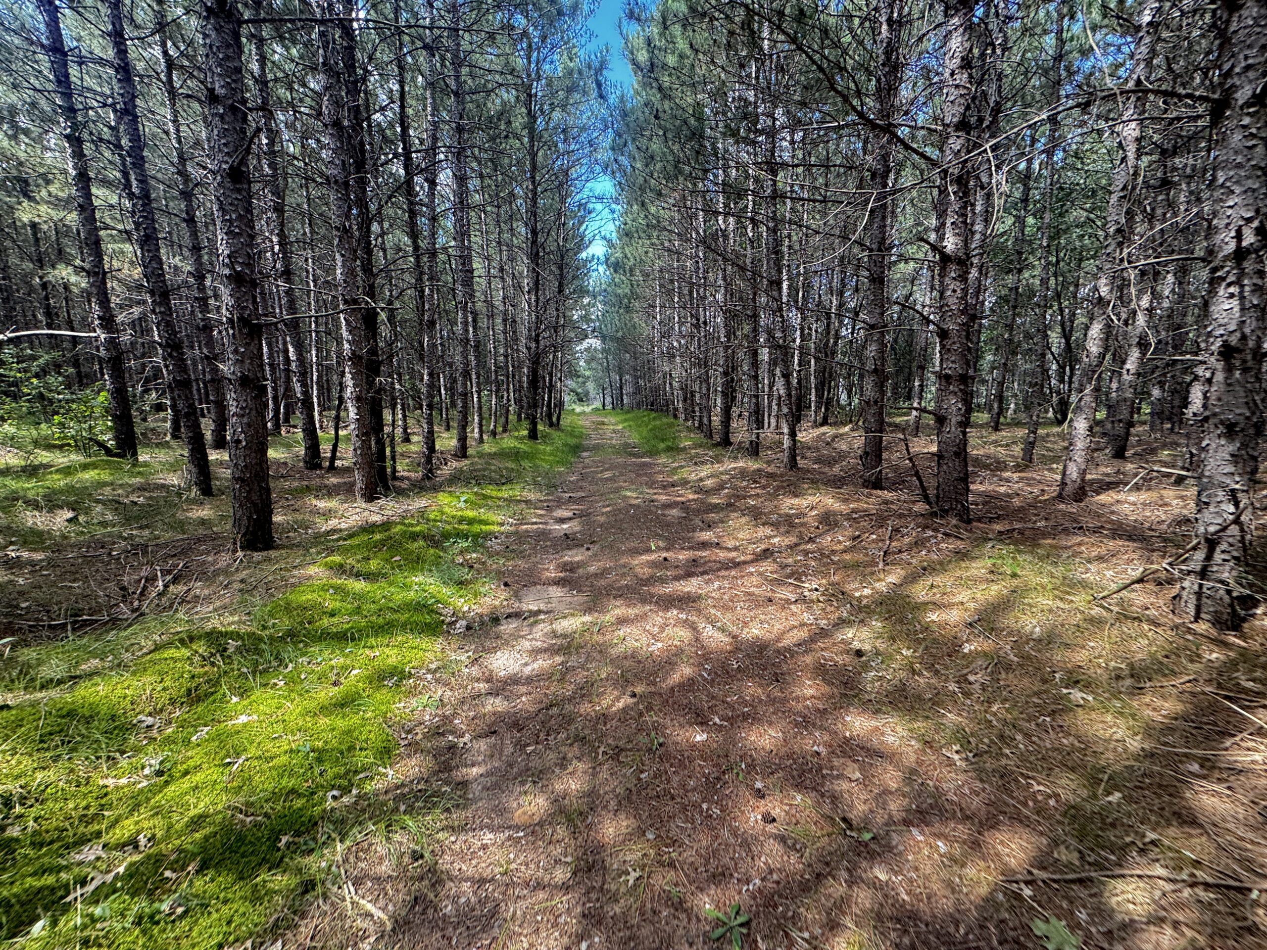 80-acre timber tract in the Town of Big Flats
