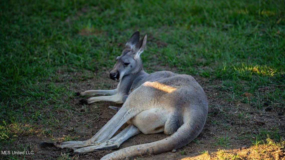 Magnolia Wilds – Premier Louisiana Investment Property for Sale