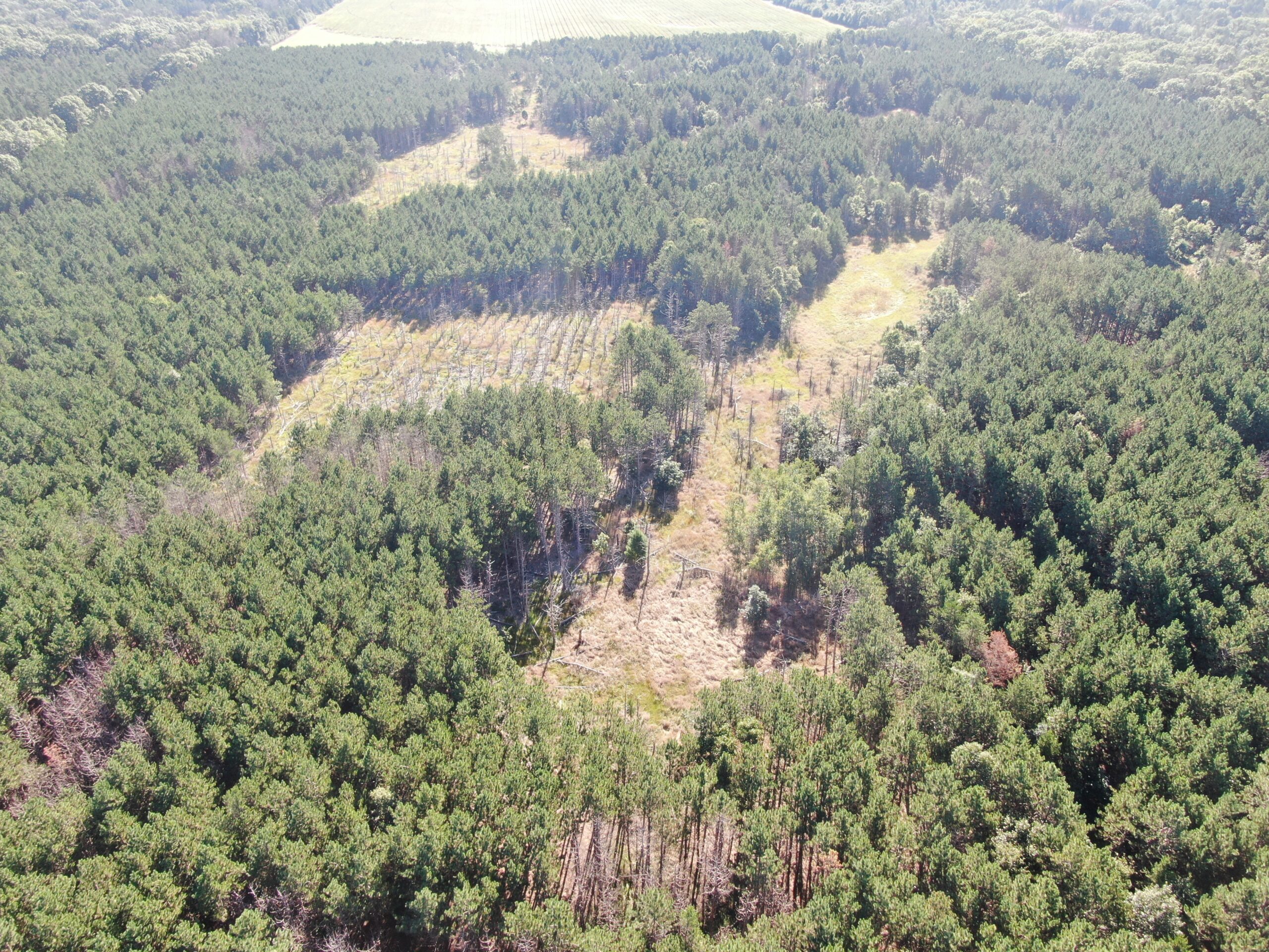 80-acre timber tract in Adams County