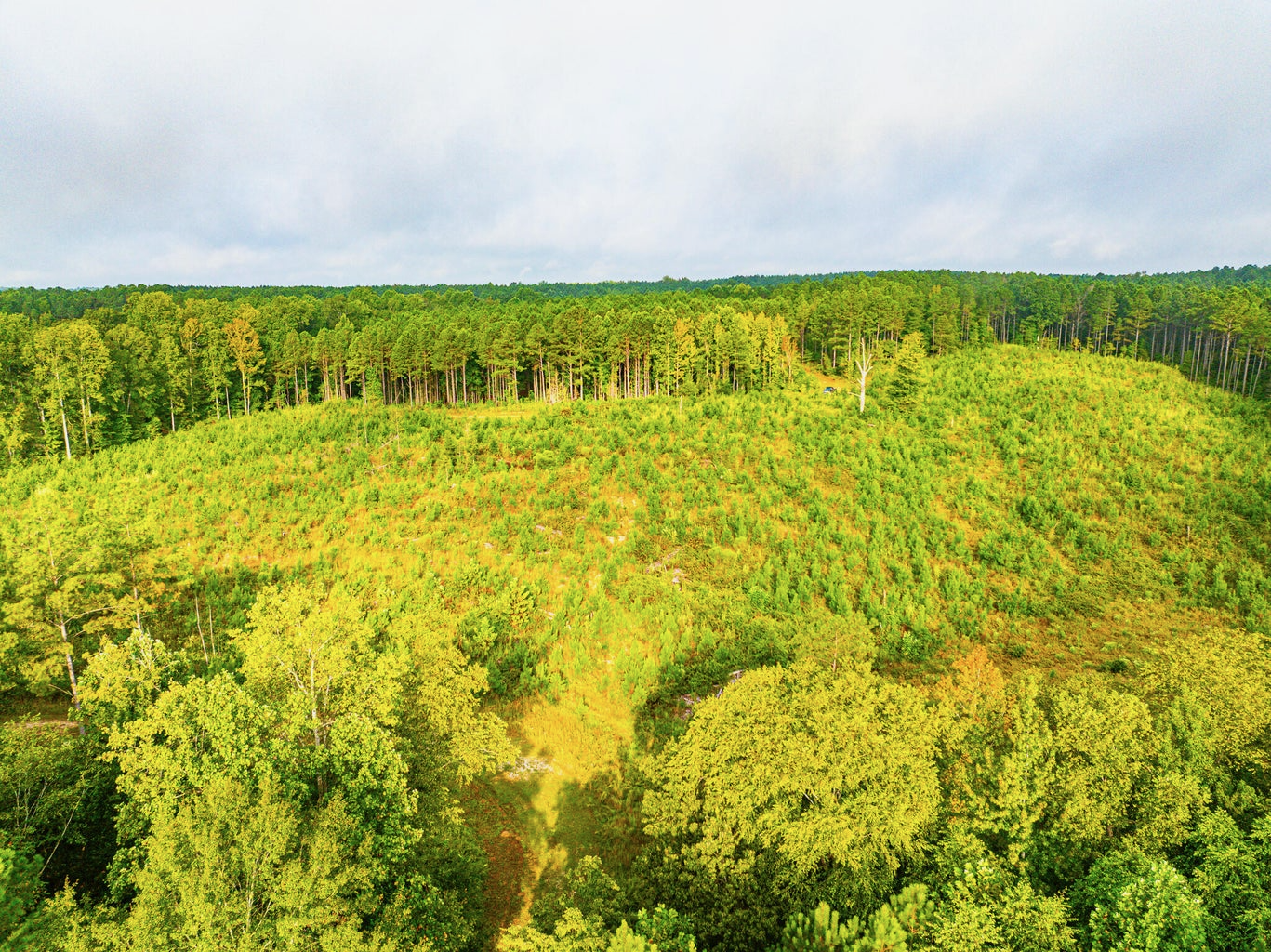 701 Acre Timber & Hunting Land Prentiss Co MS