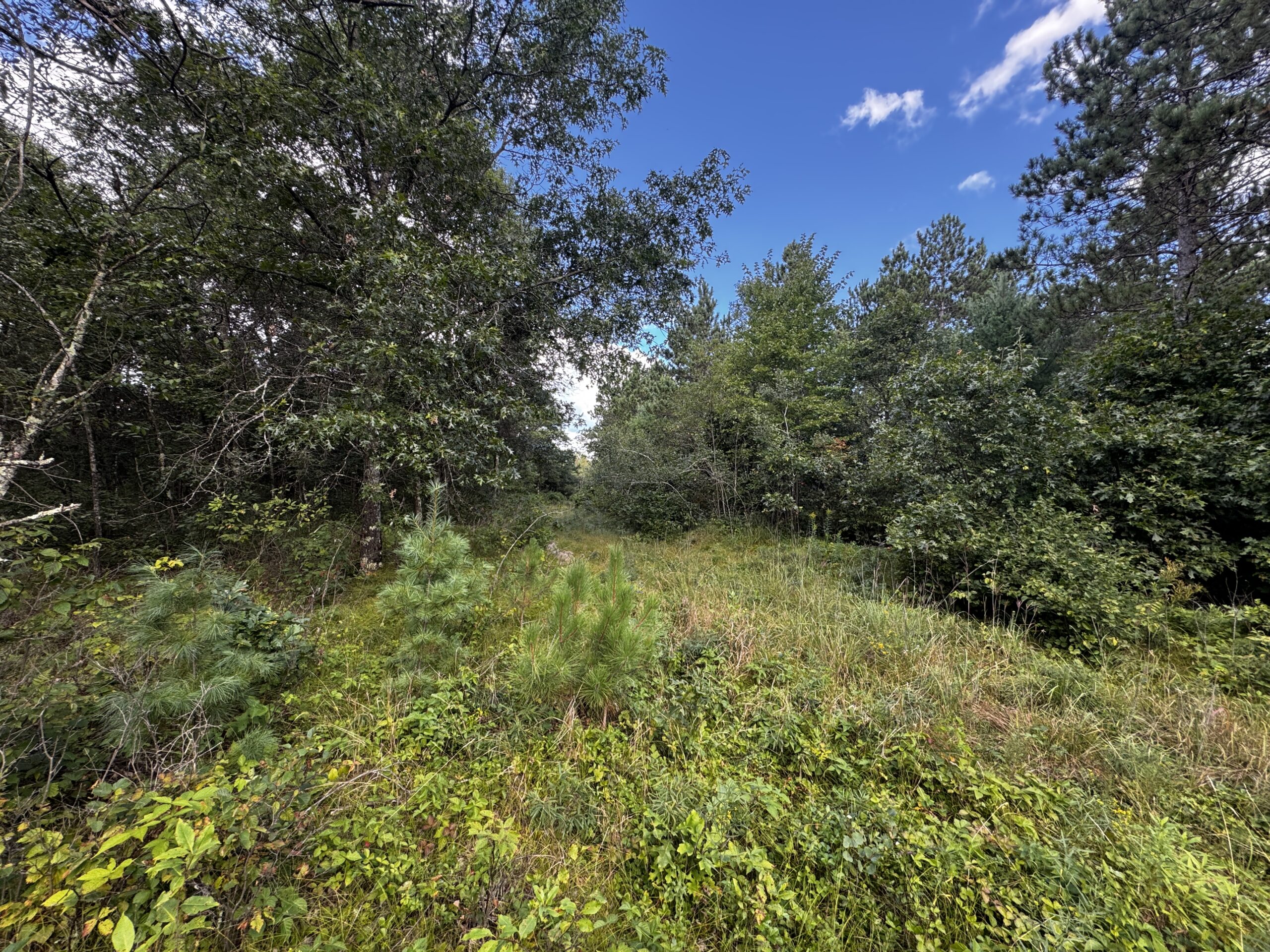 Escape to 80 acres of heavily timbered ground in Adams County