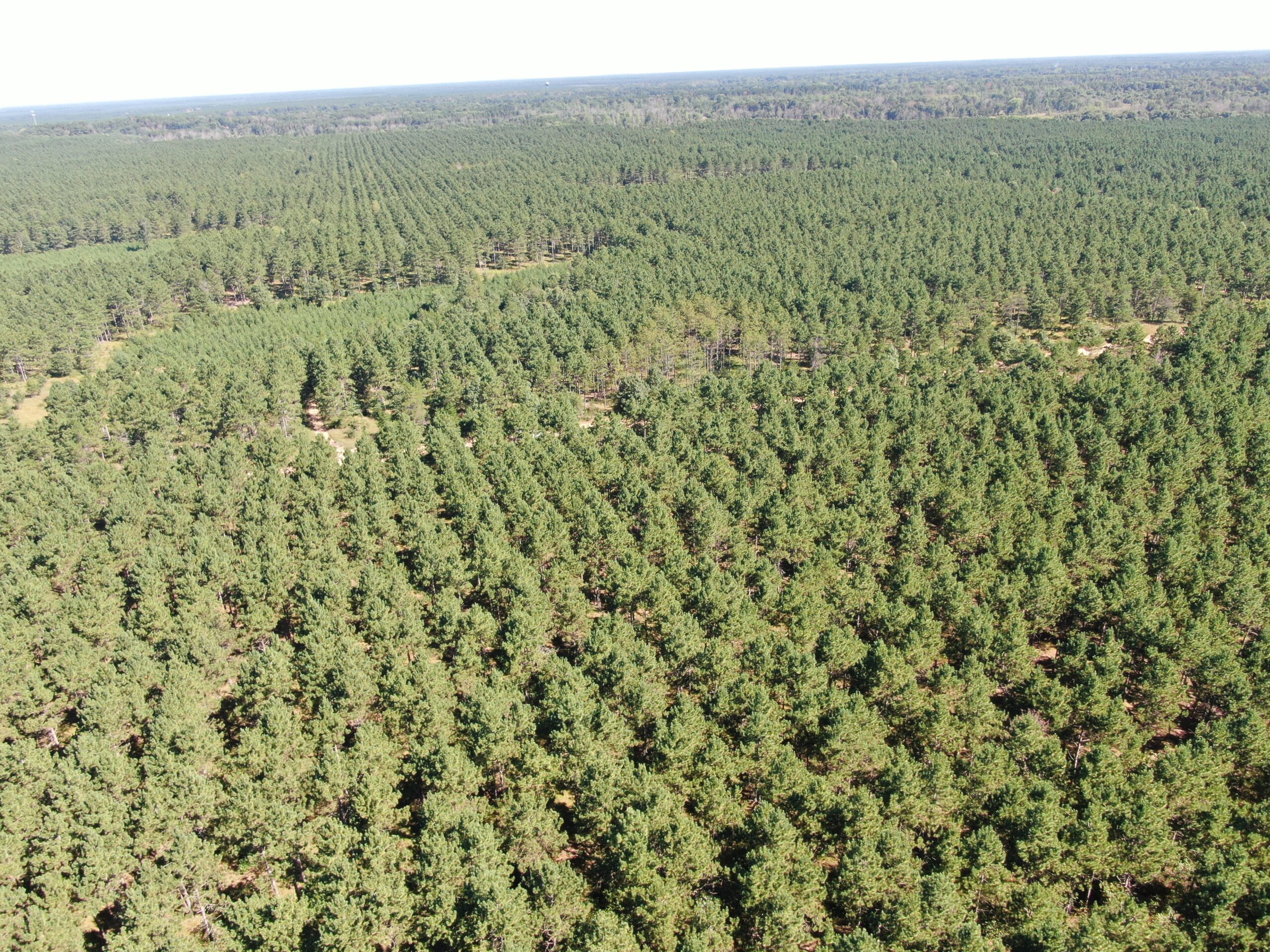 77-acre timber tract in the Town of Rome