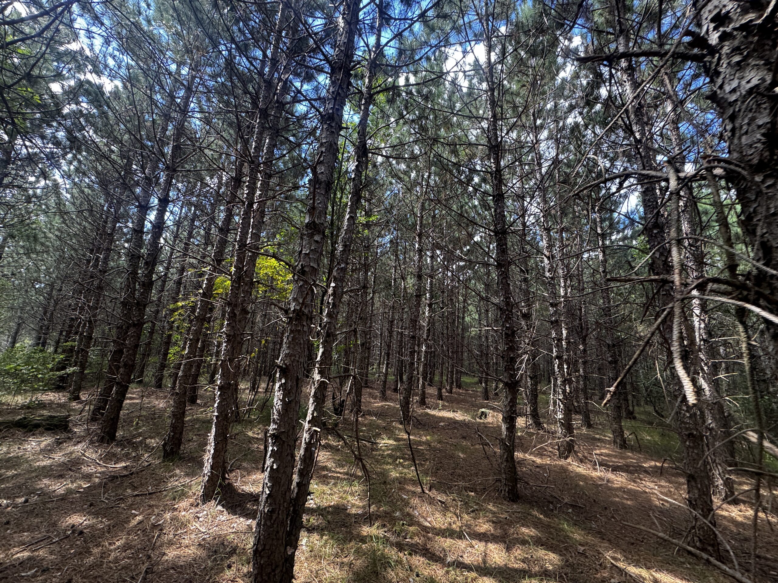 80-acre timbered tract in the Town of Big Flats, Adams County