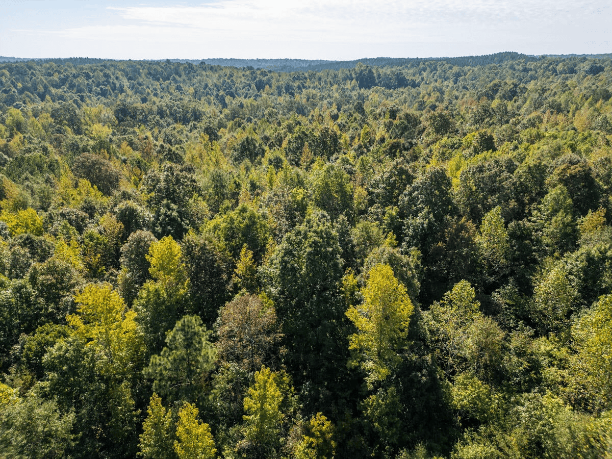 650 Acres Timberland and Lake Site Calhoun County MS